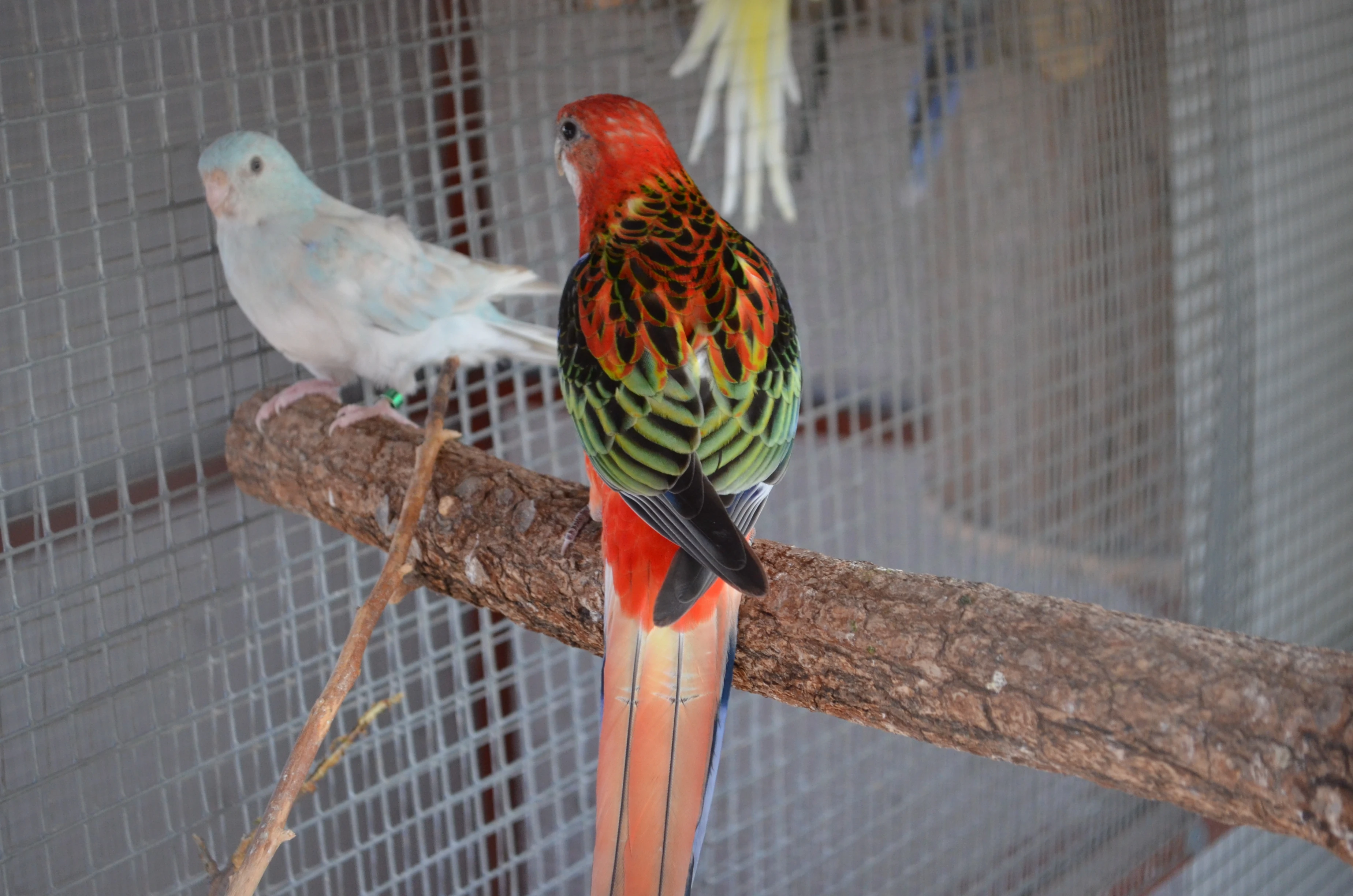 Prodám Rosela pestrá