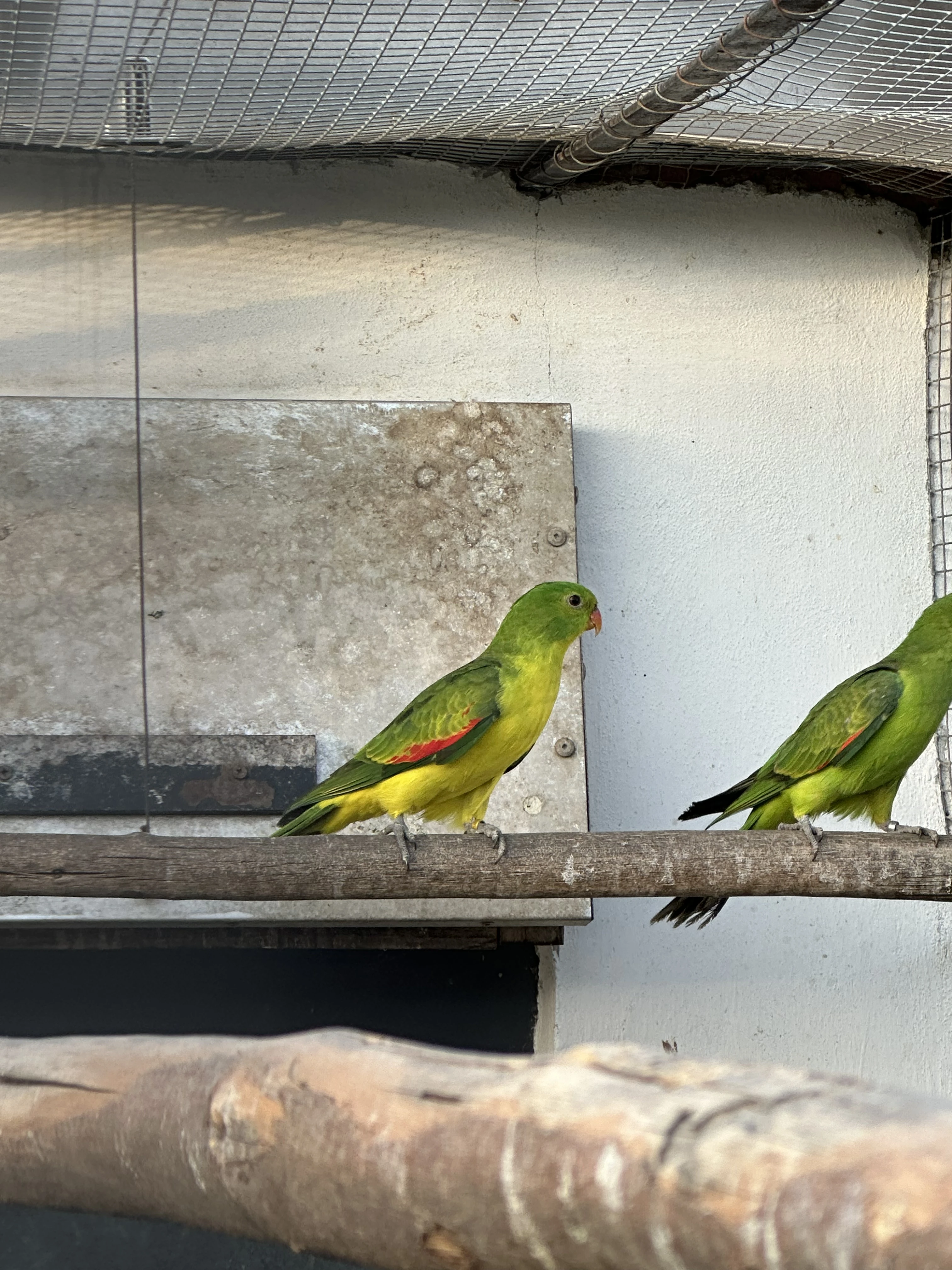 Papoušek Červenokřídlý