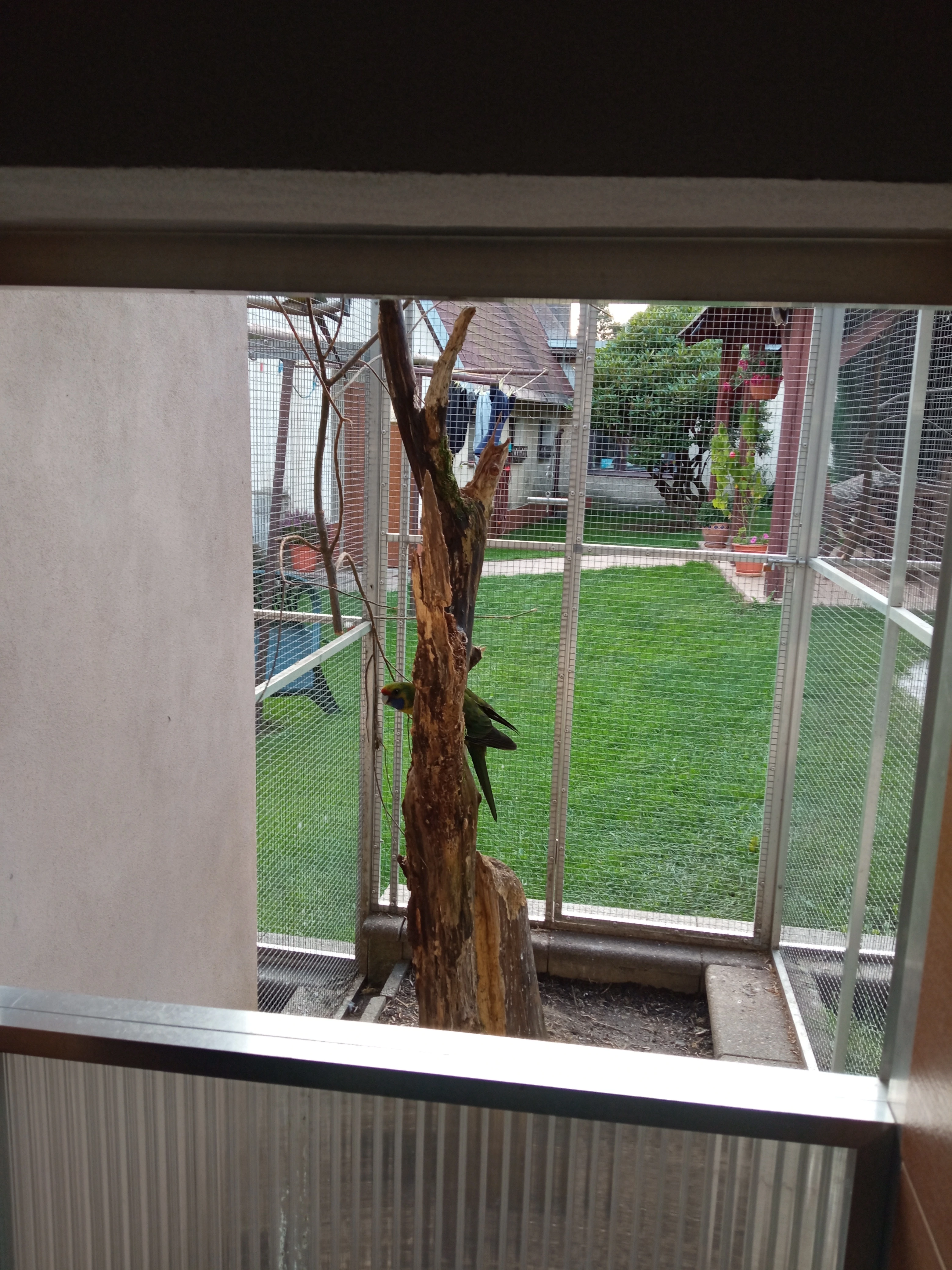 Rosela žlutobřichá