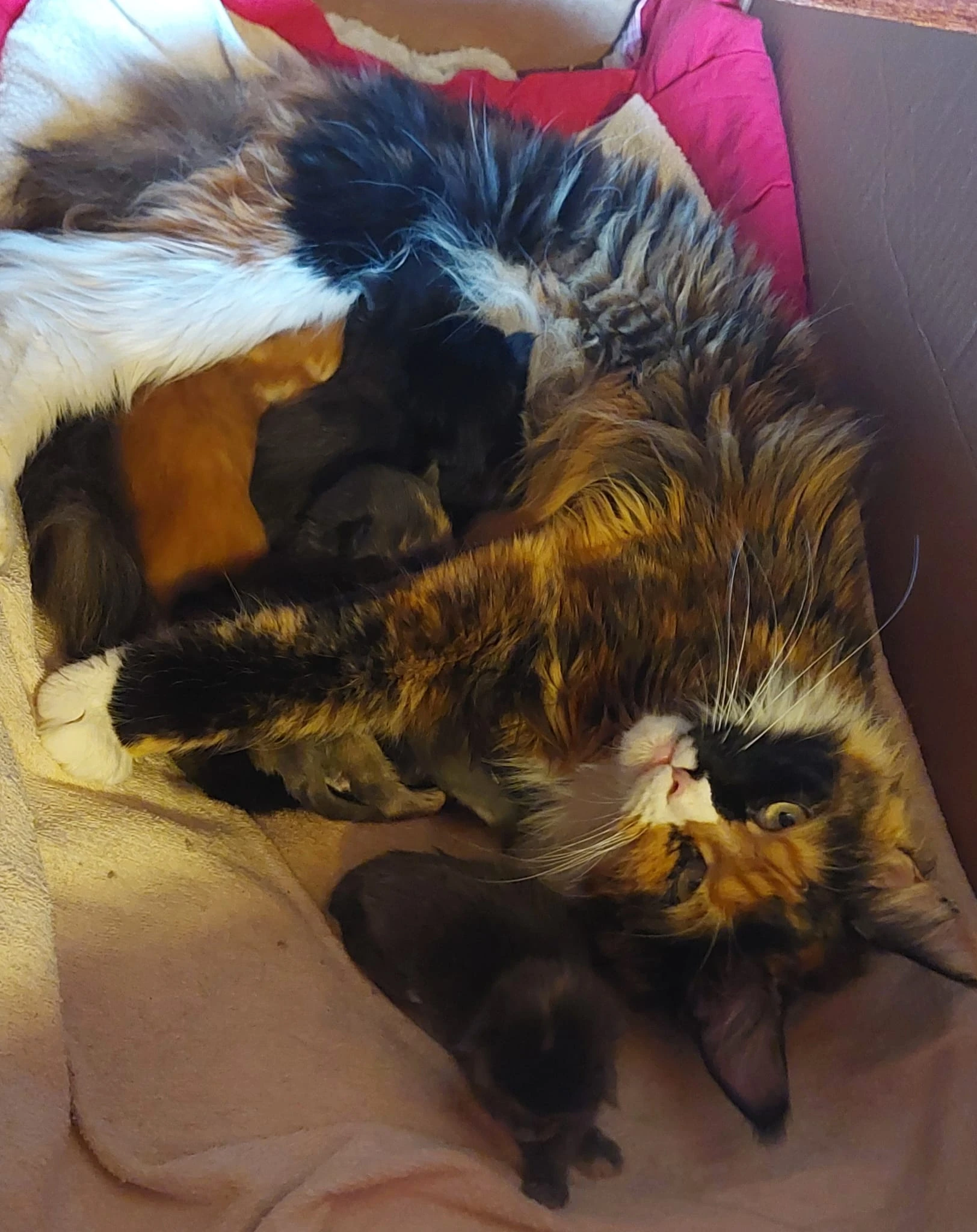 Nabízím koťátka k rezervaci