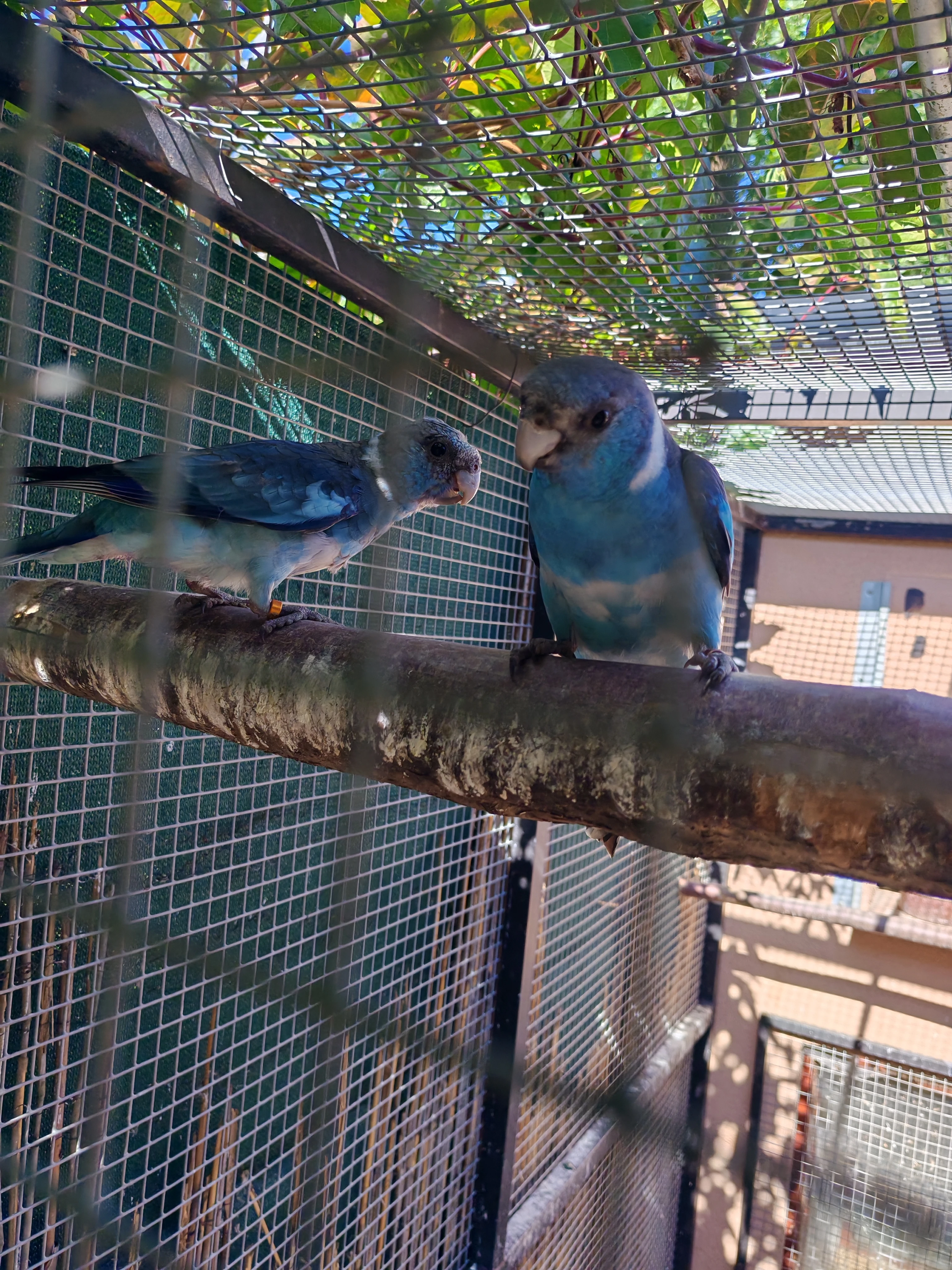 Barnard červenočelý