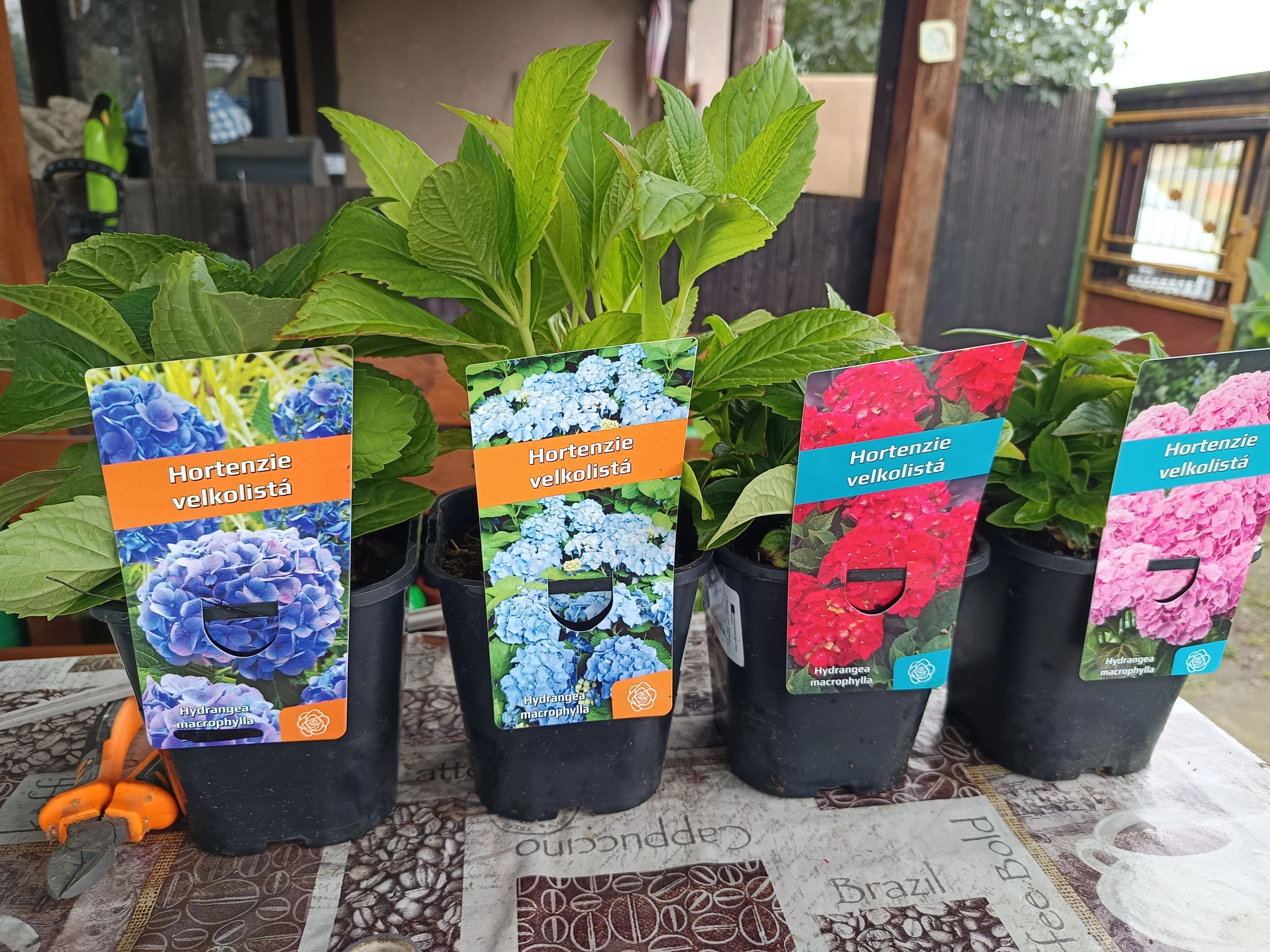 Hortenzie velkolistá