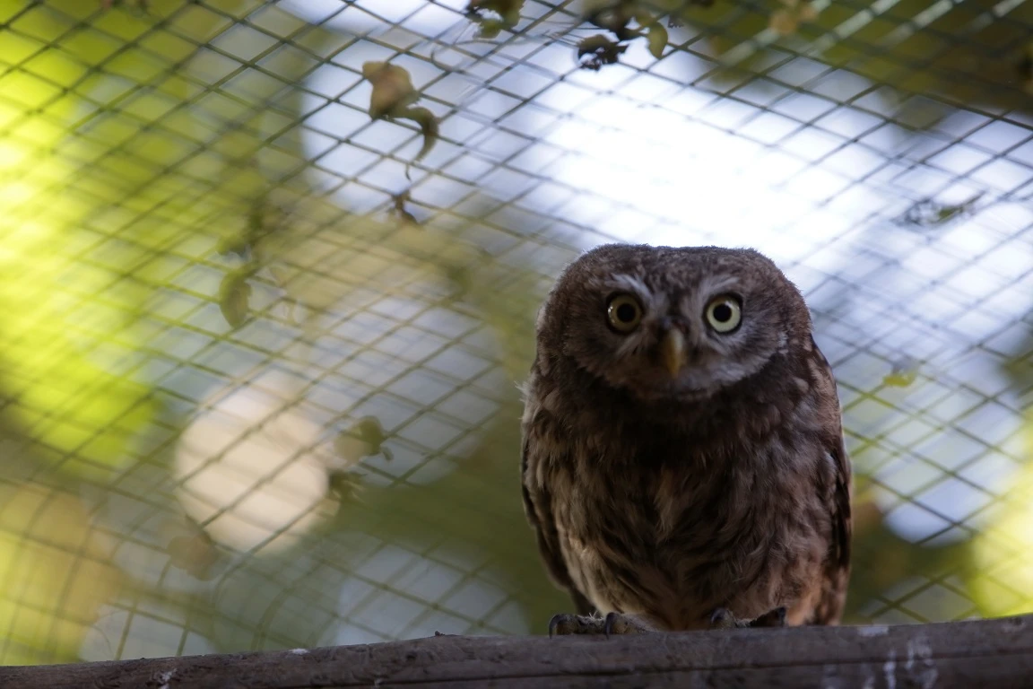 Prodám pár Sýčka obecného