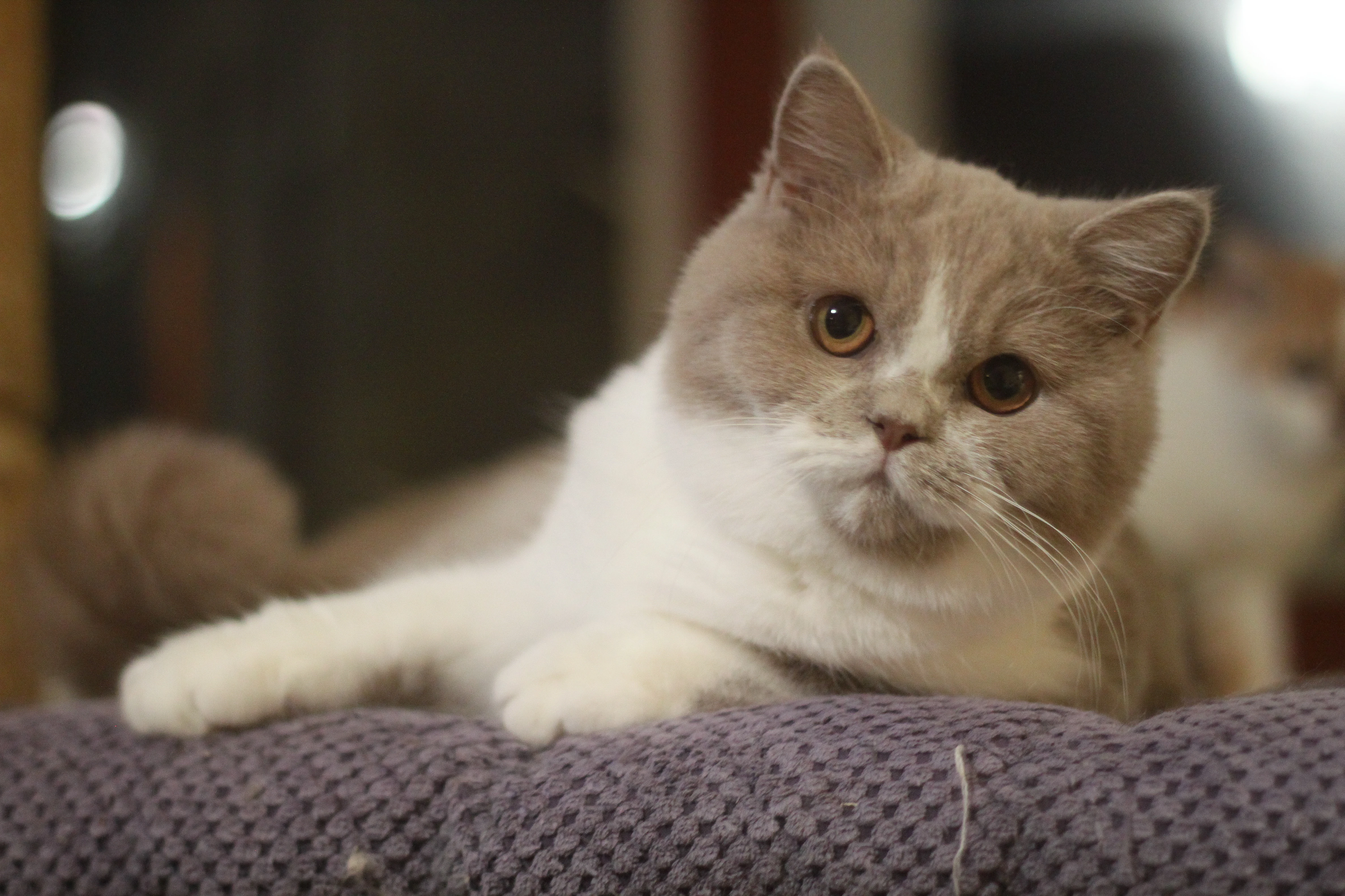 Britská kočička s PP