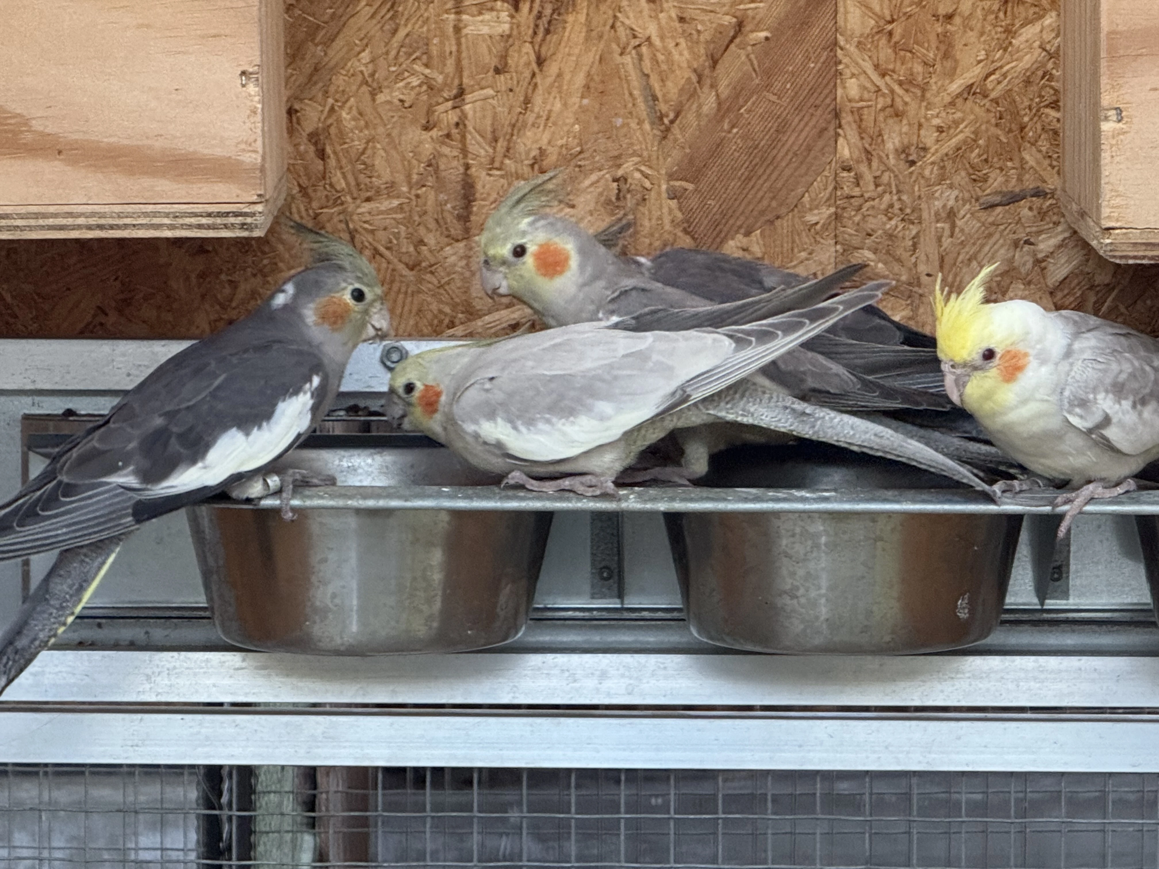 Korela pastel face fallow /Bronze fallow /step fallow