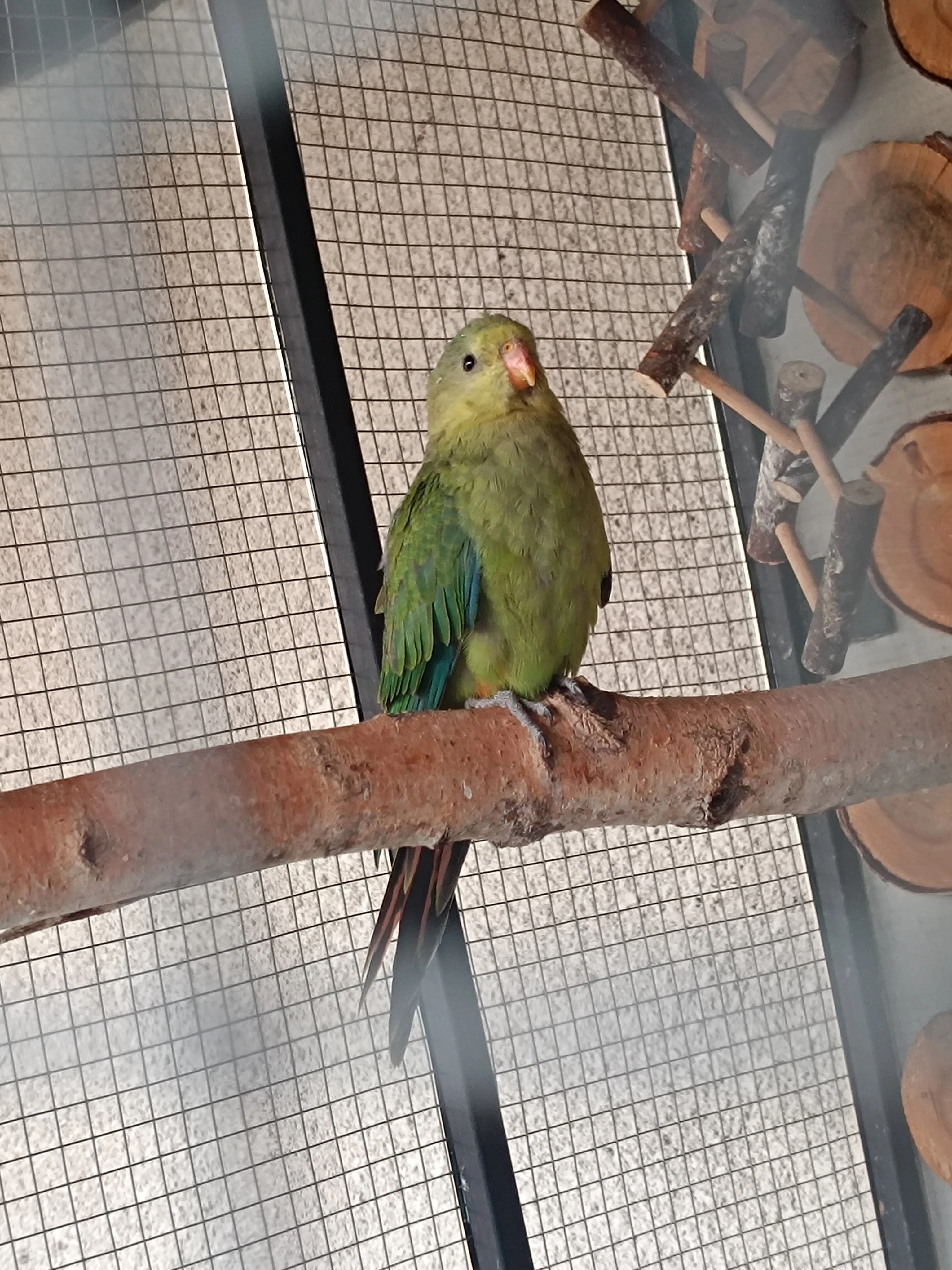 Samice papoušek nádherný