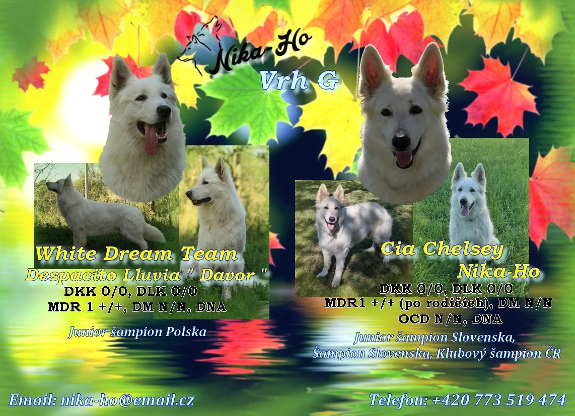 Bílý švýcarský ovčák - štěňata s PP