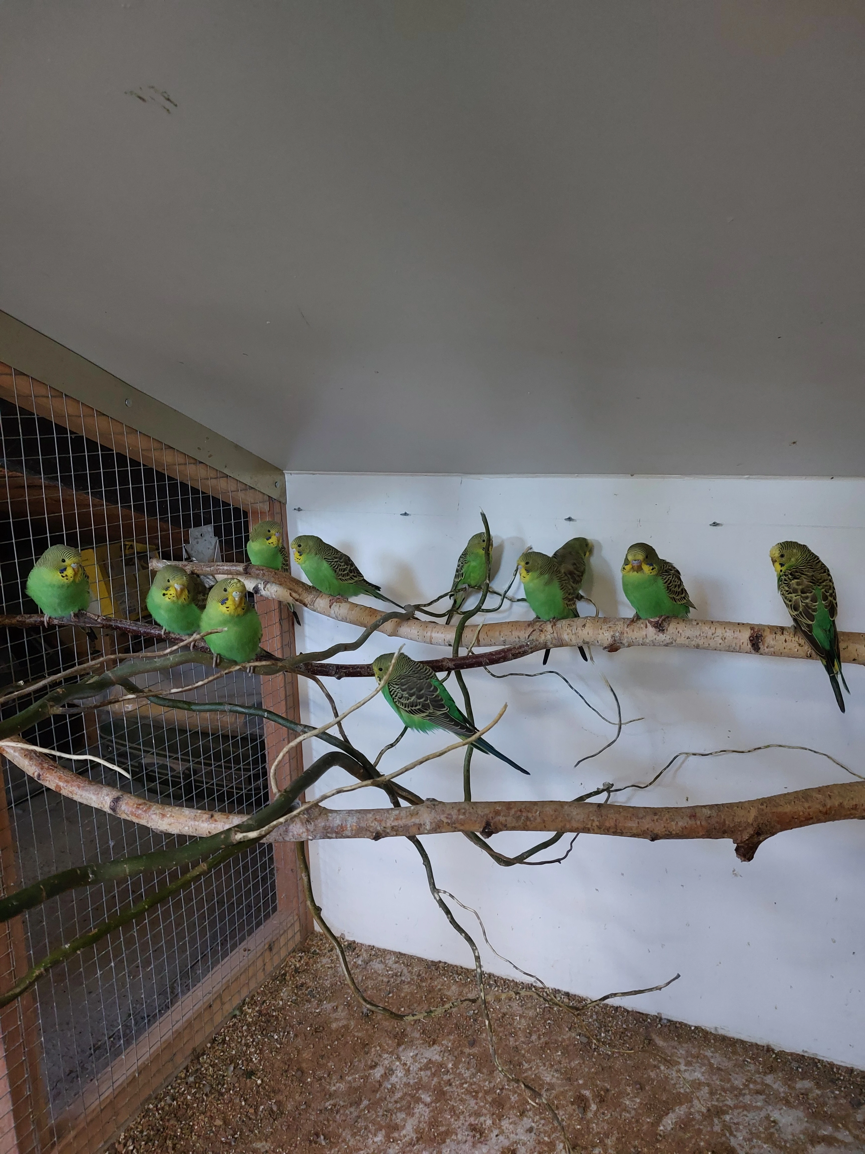 Andulky vlnkované-přírodní linie