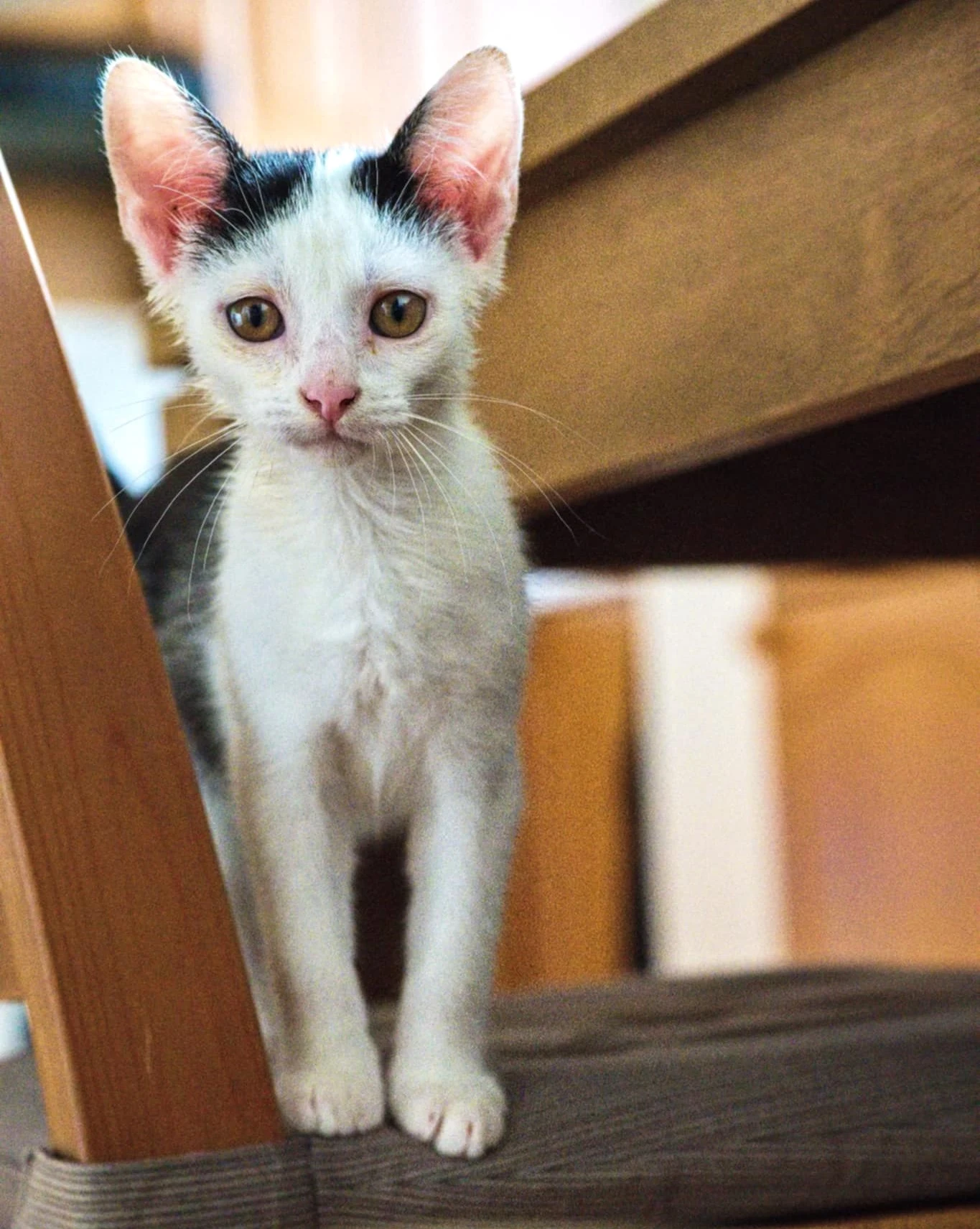 Kocourek Robin hledá nový domov