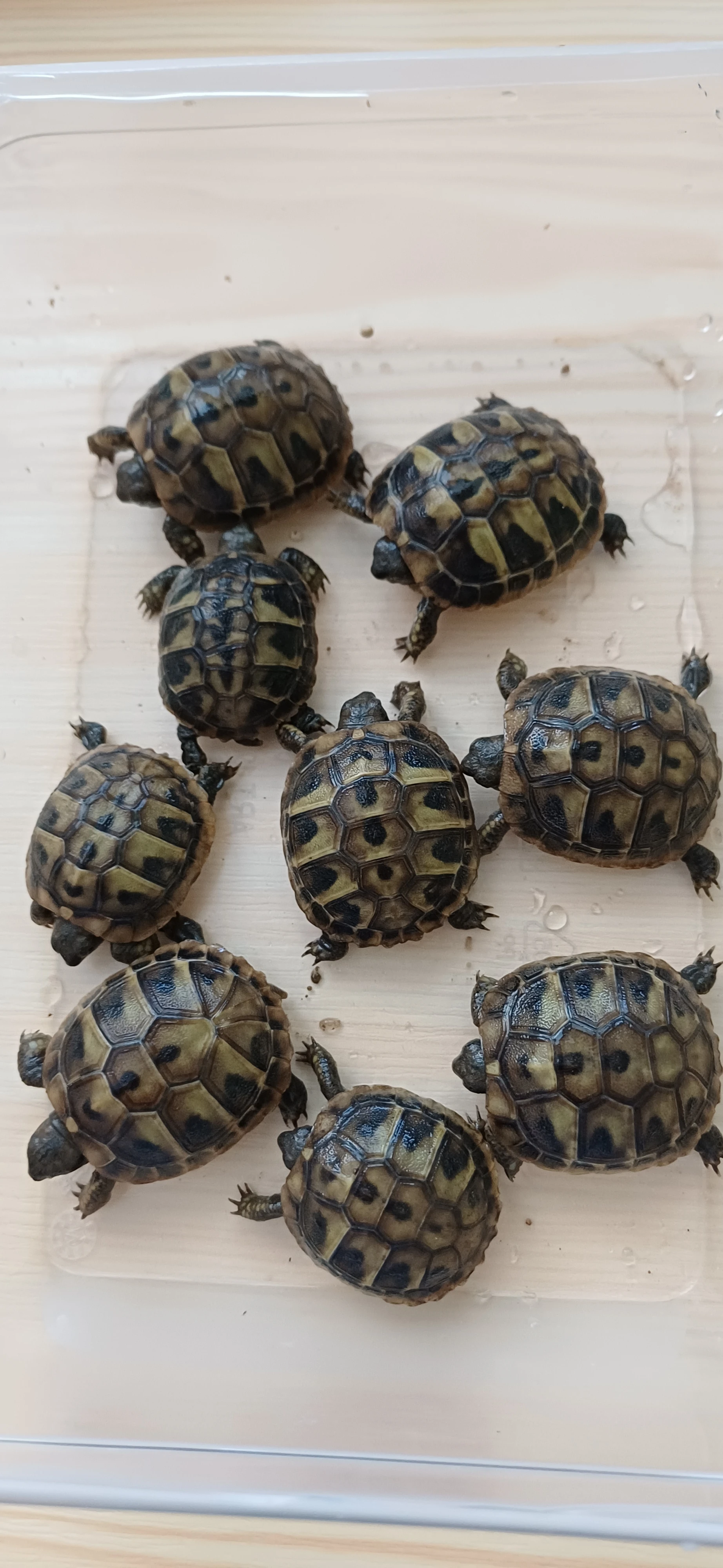 Prodám letošní mláďata Testudo Hermanni