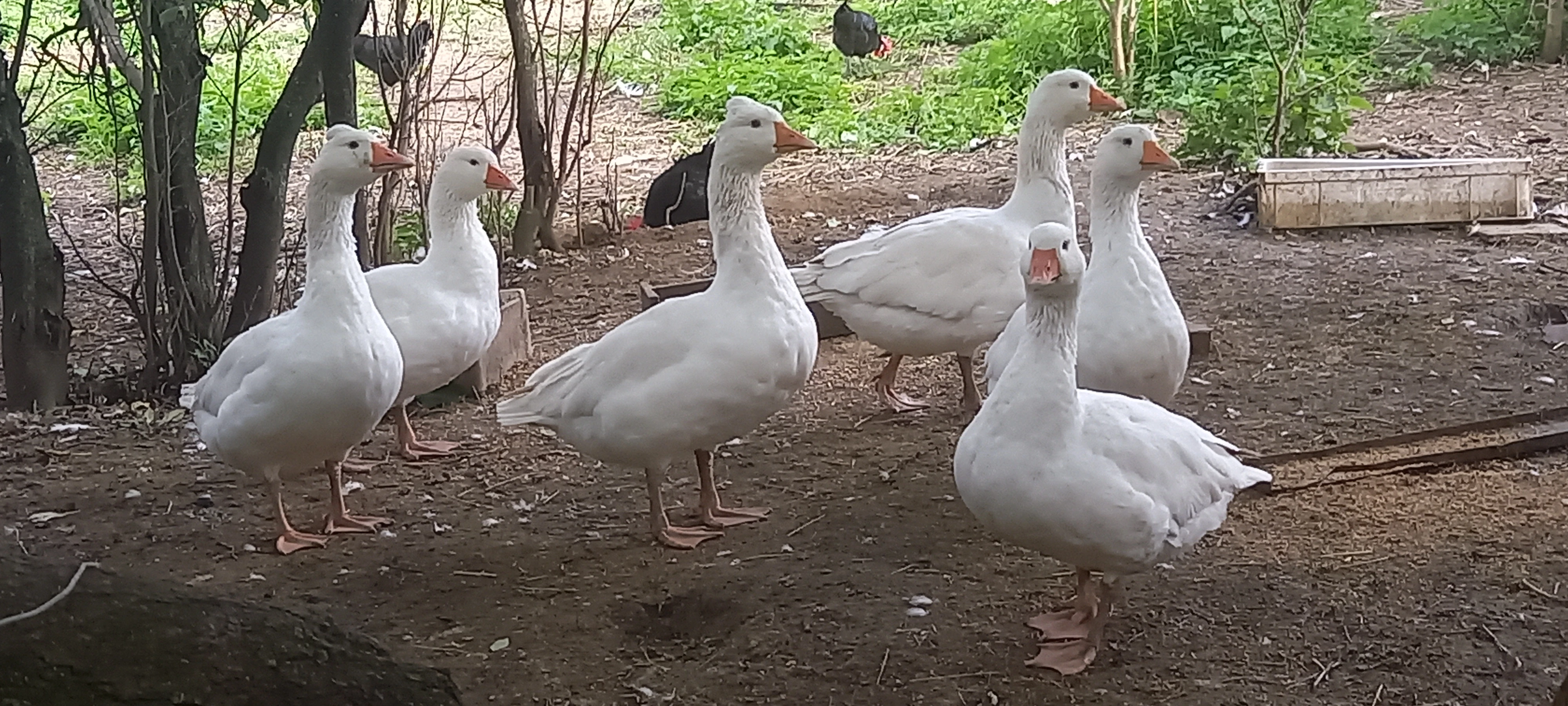 Prodám české husy