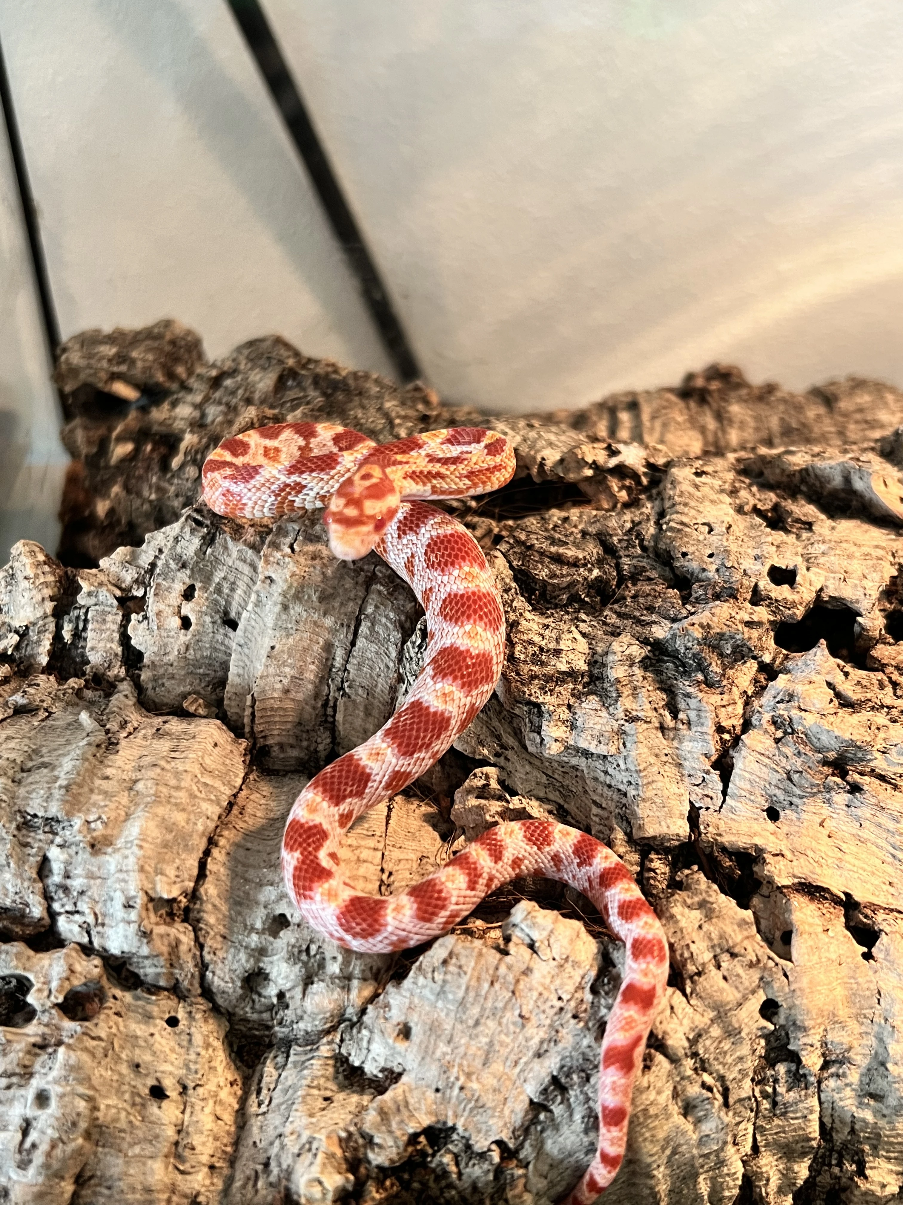 Užovka červená ( Amelano)