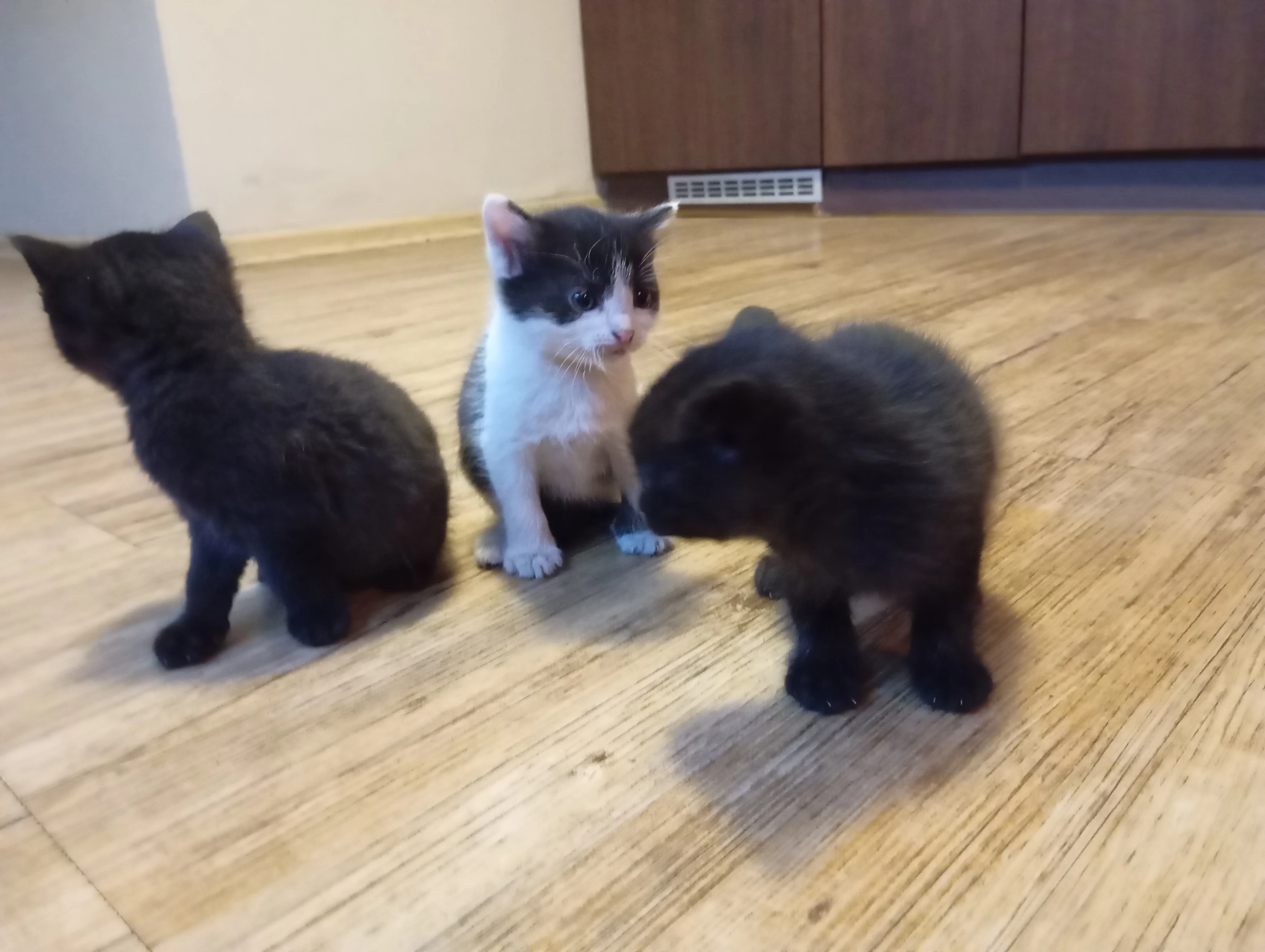 Koťata k rezervaci - daruji