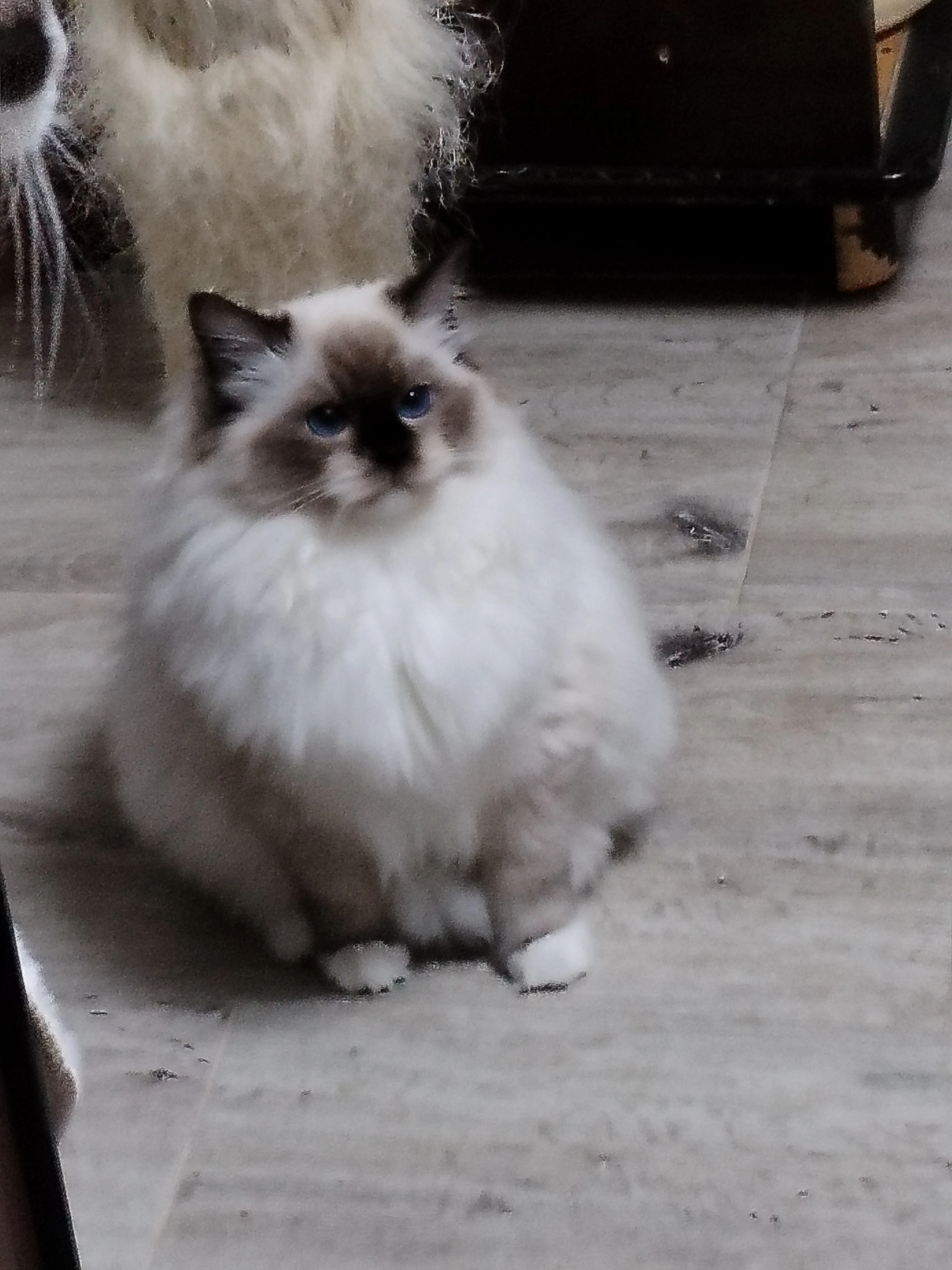 Kočička Ragdoll s PP