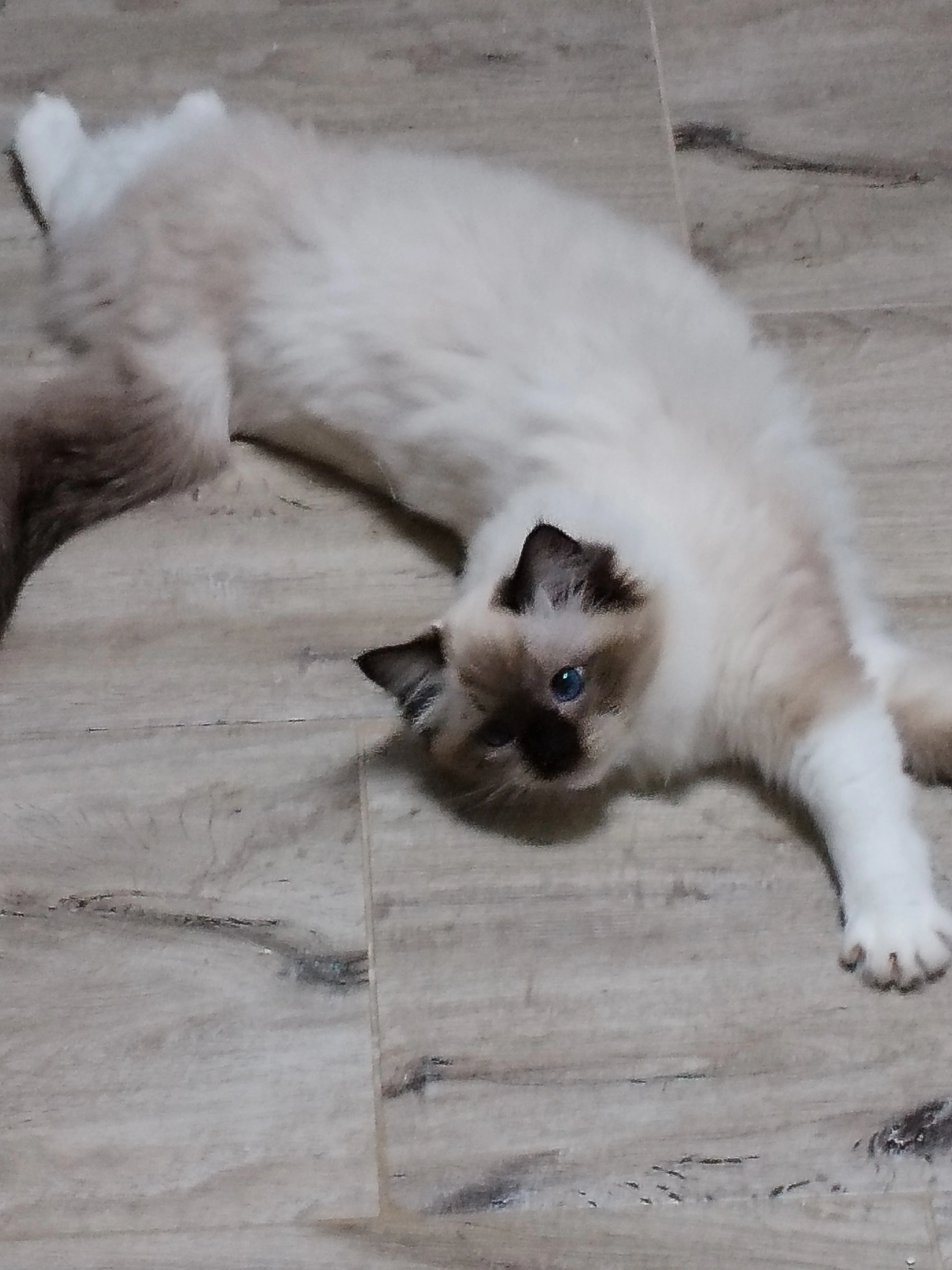 Kočička Ragdoll s PP