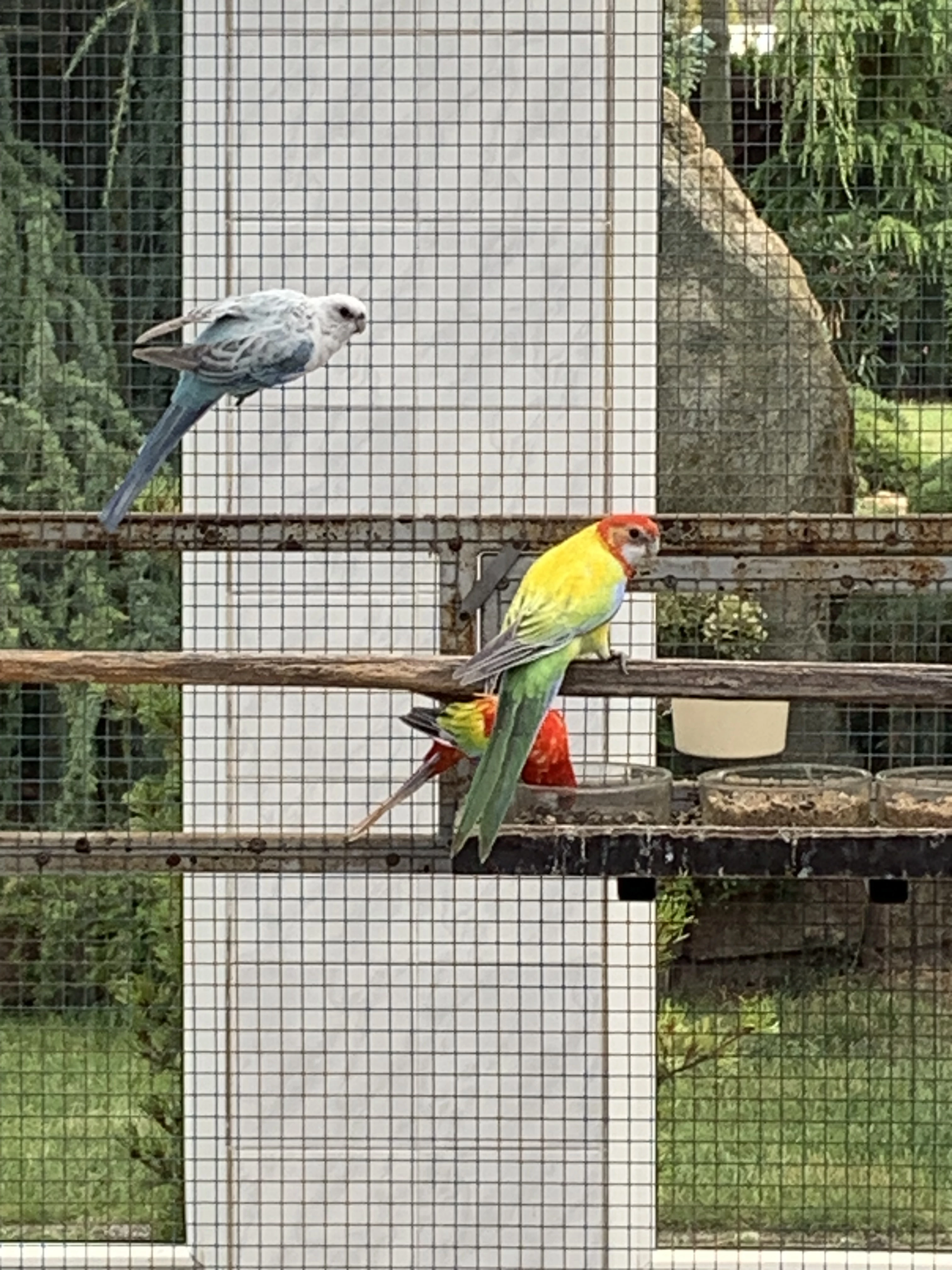 Rosela golden gold/ modrý