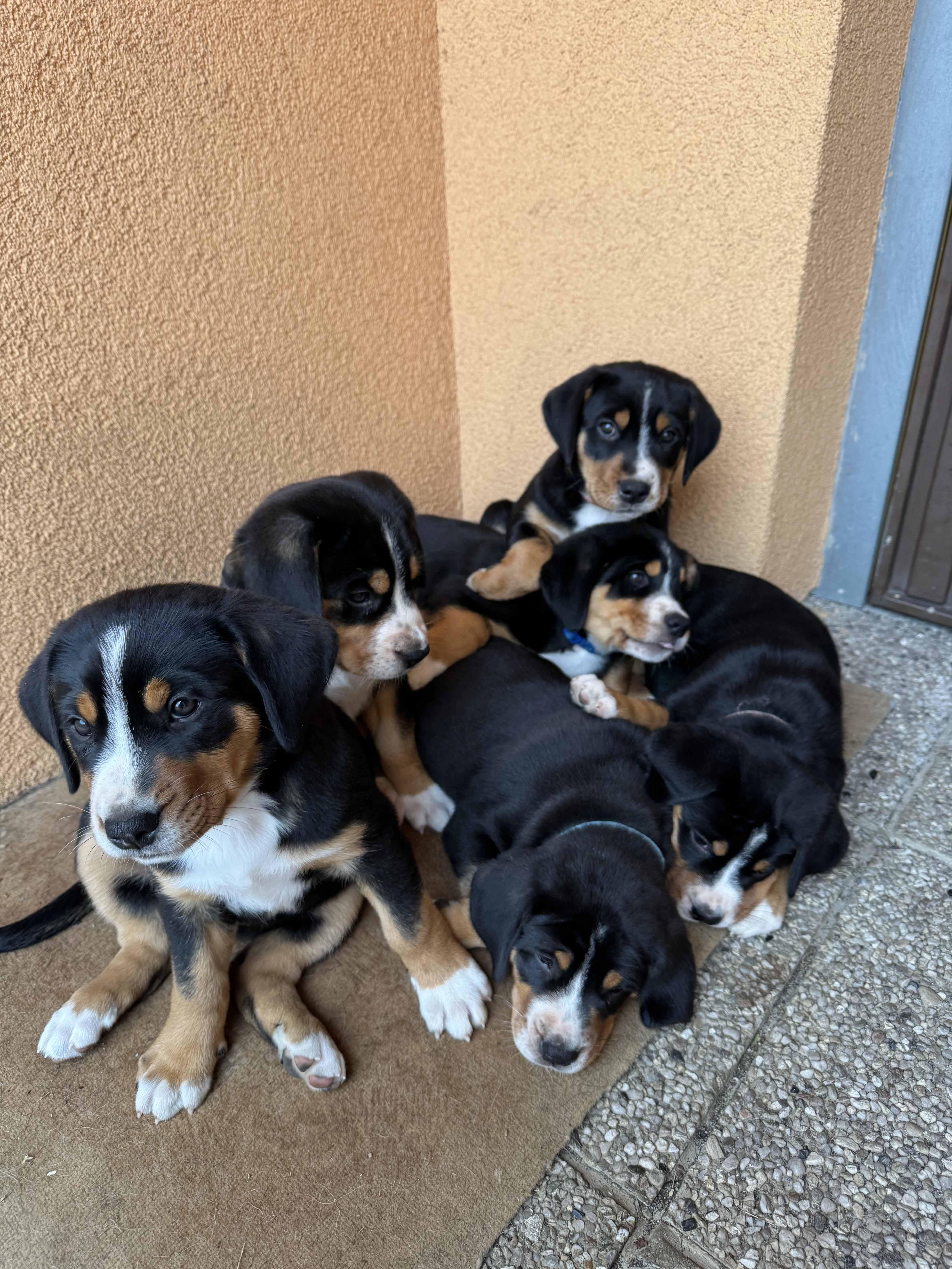 Štěňata Velkého švýcarského salašnického psa