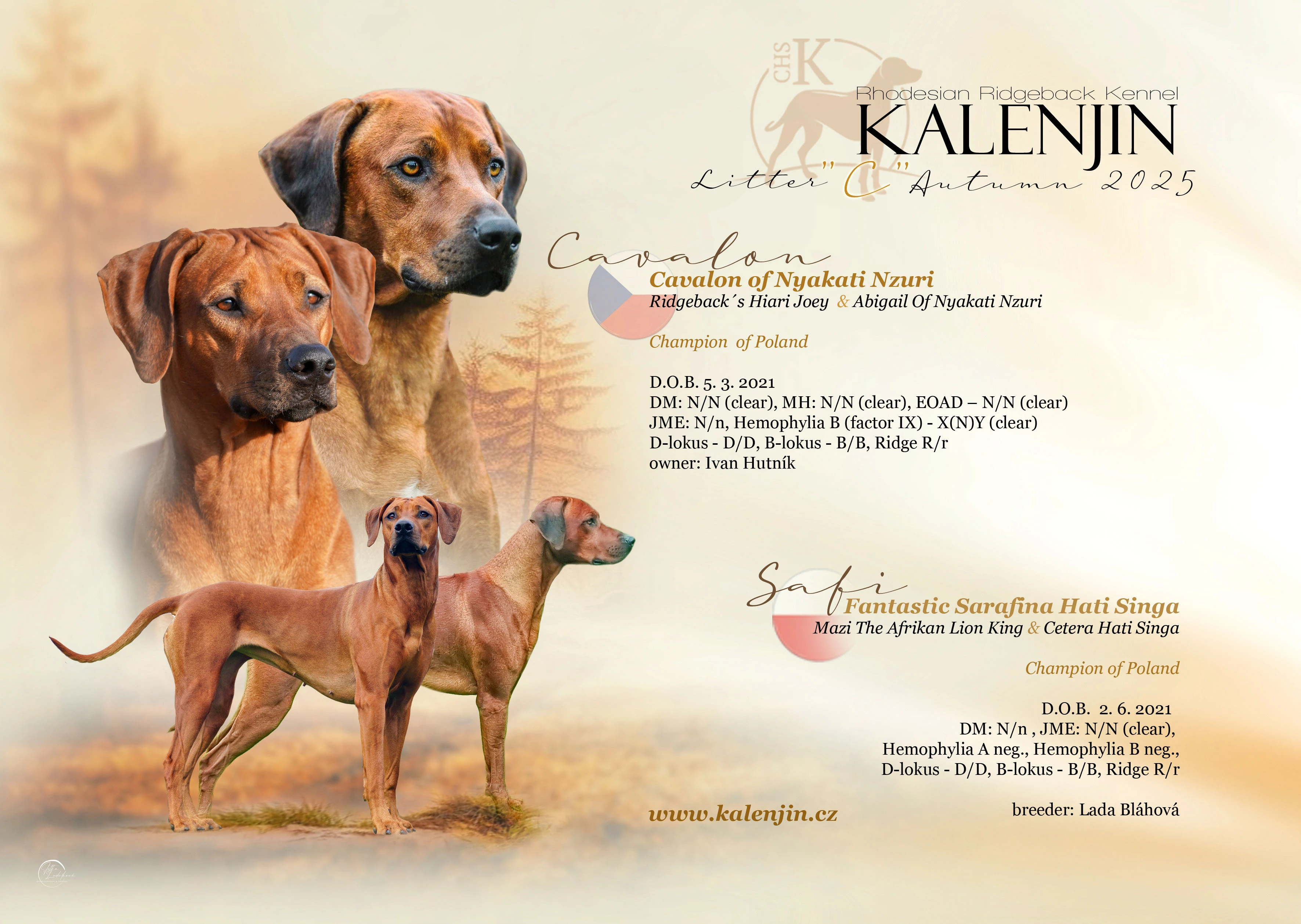 Prodej štěněte rodéský ridgeback s PP s možným odběrem již od 12.11. 2025