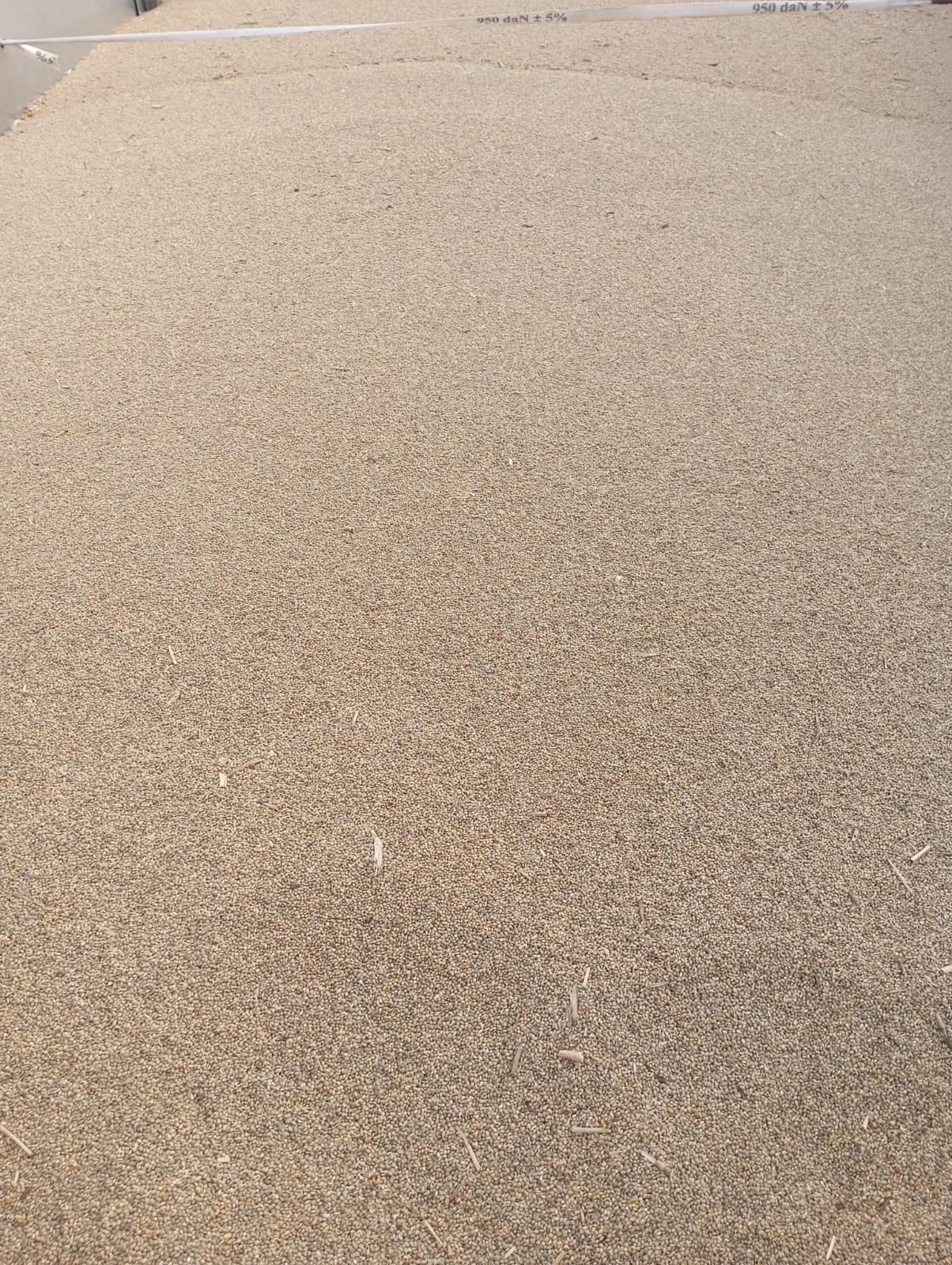 Proso žluté a zelené