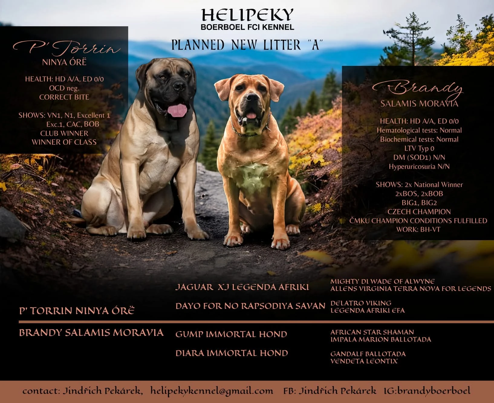 Boerboel štěňátka s PP