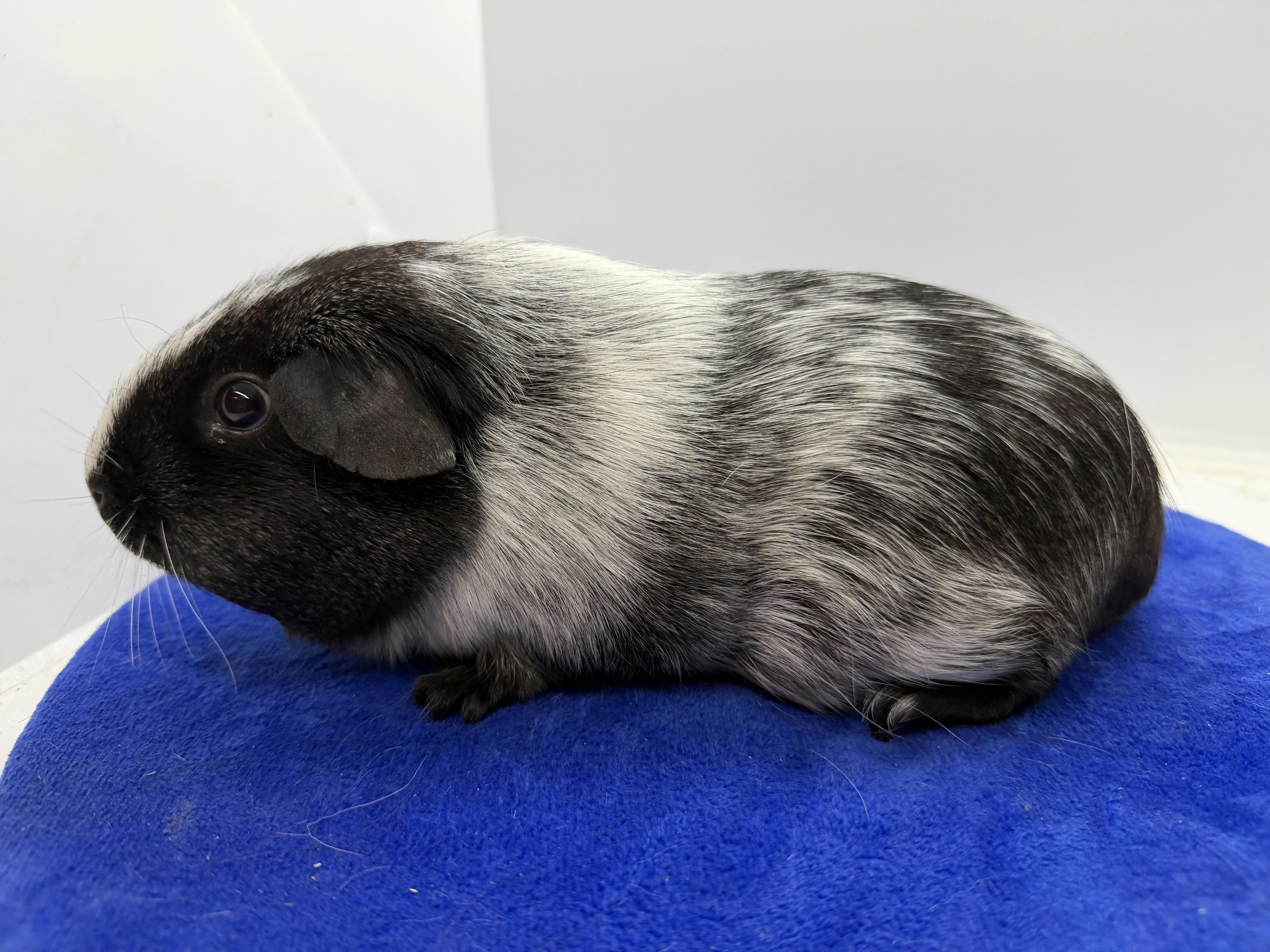 Morče hladké samička dalmatin solid aguti černá/bila s PP