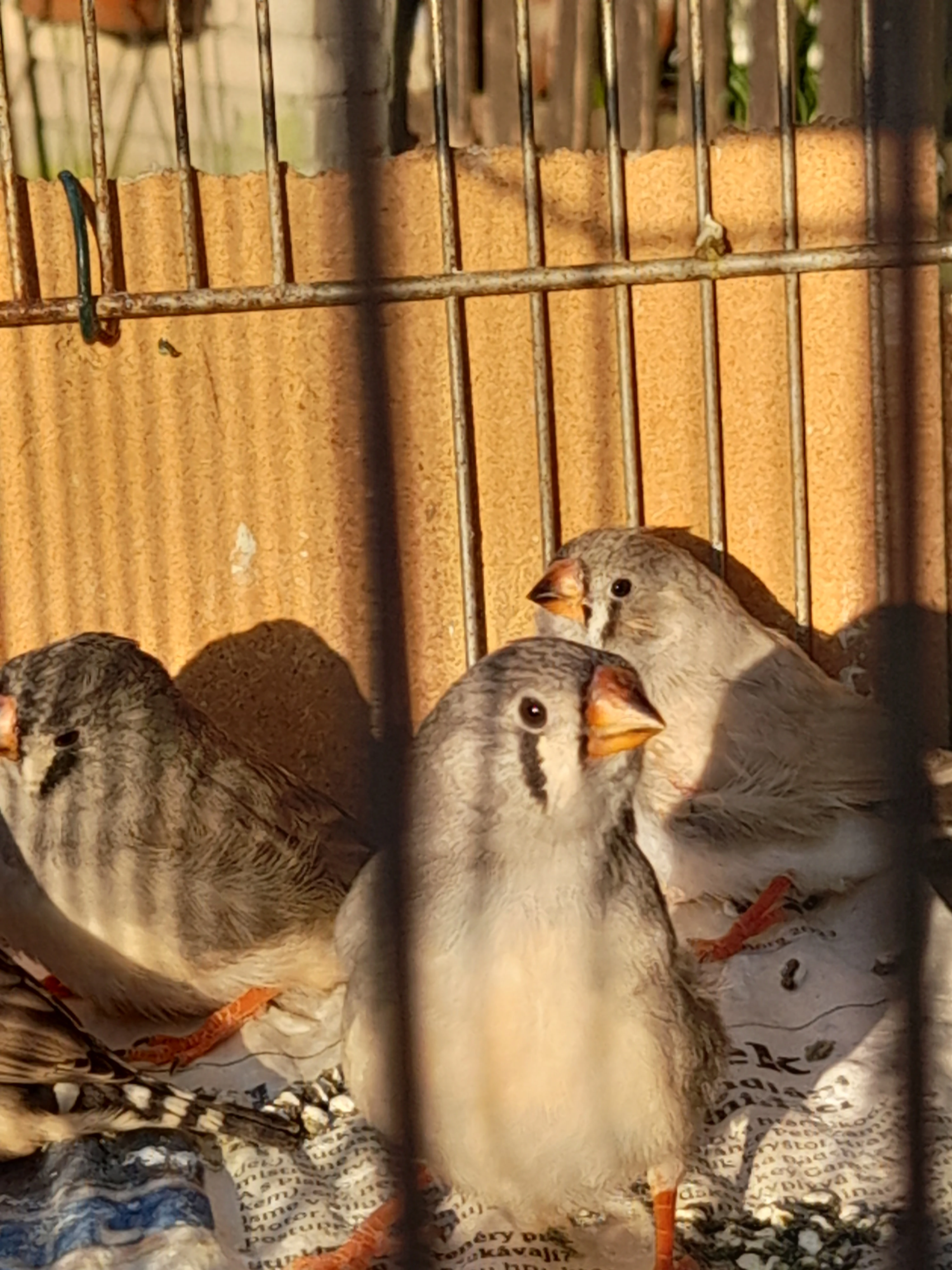 Žebříčka pestrá