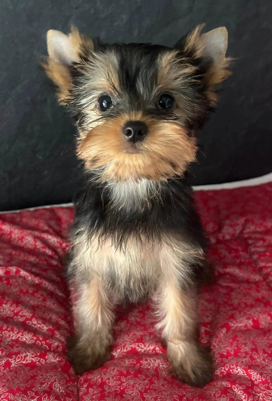 Jorkšírský teriér štěně fenka ihned k odběru