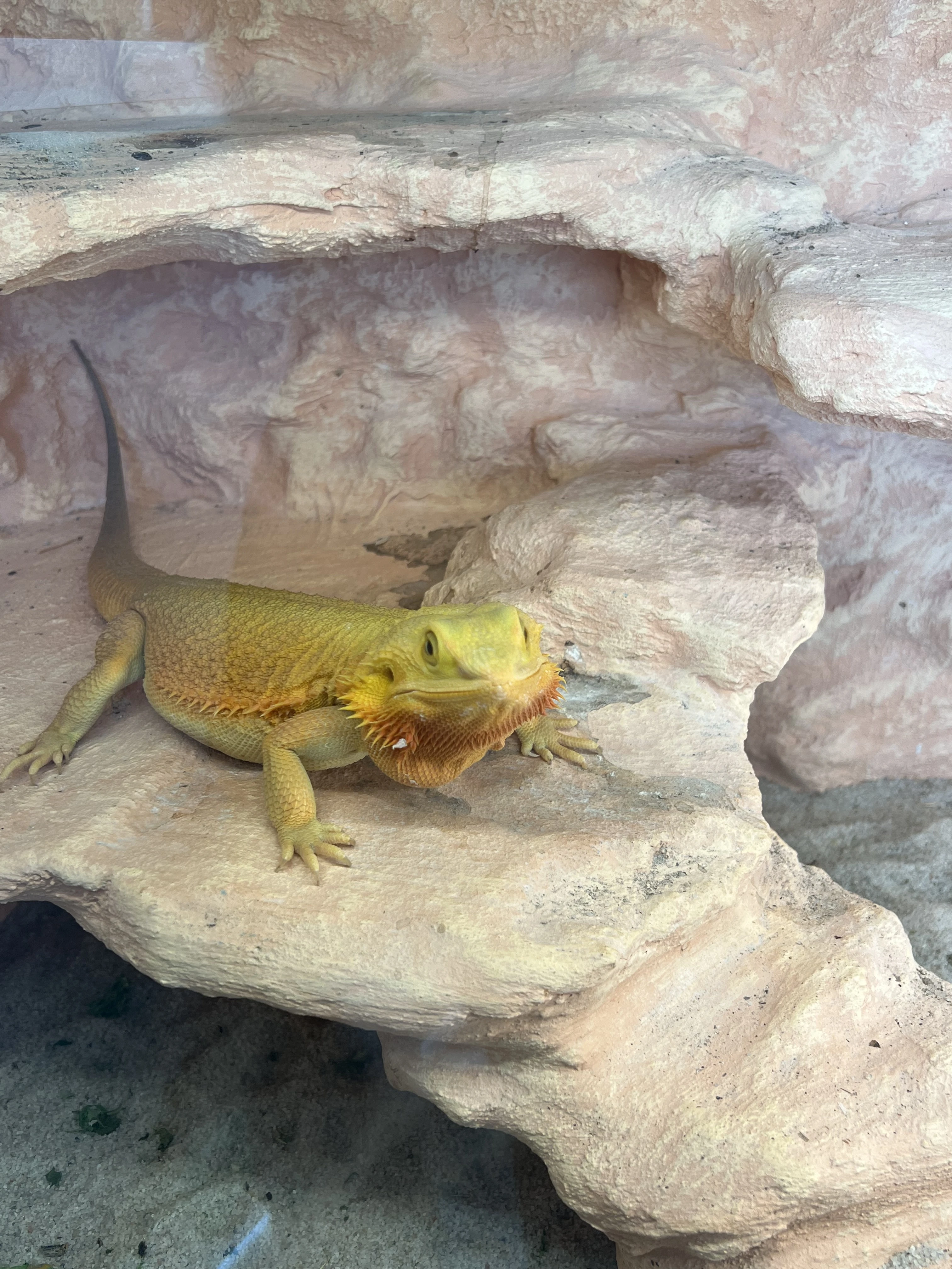 Prodám agamy s terárii