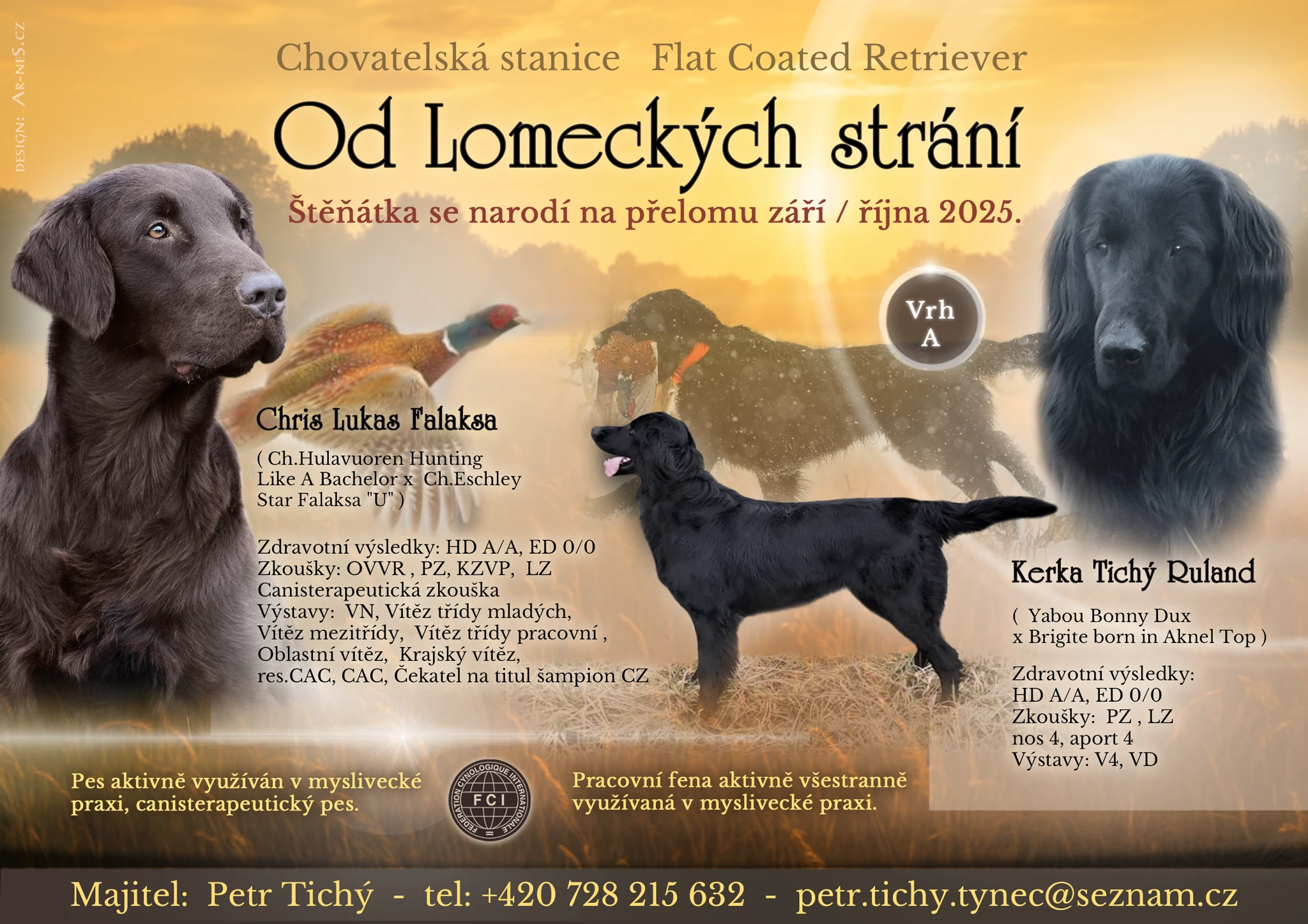 Flat Coated Retriever
