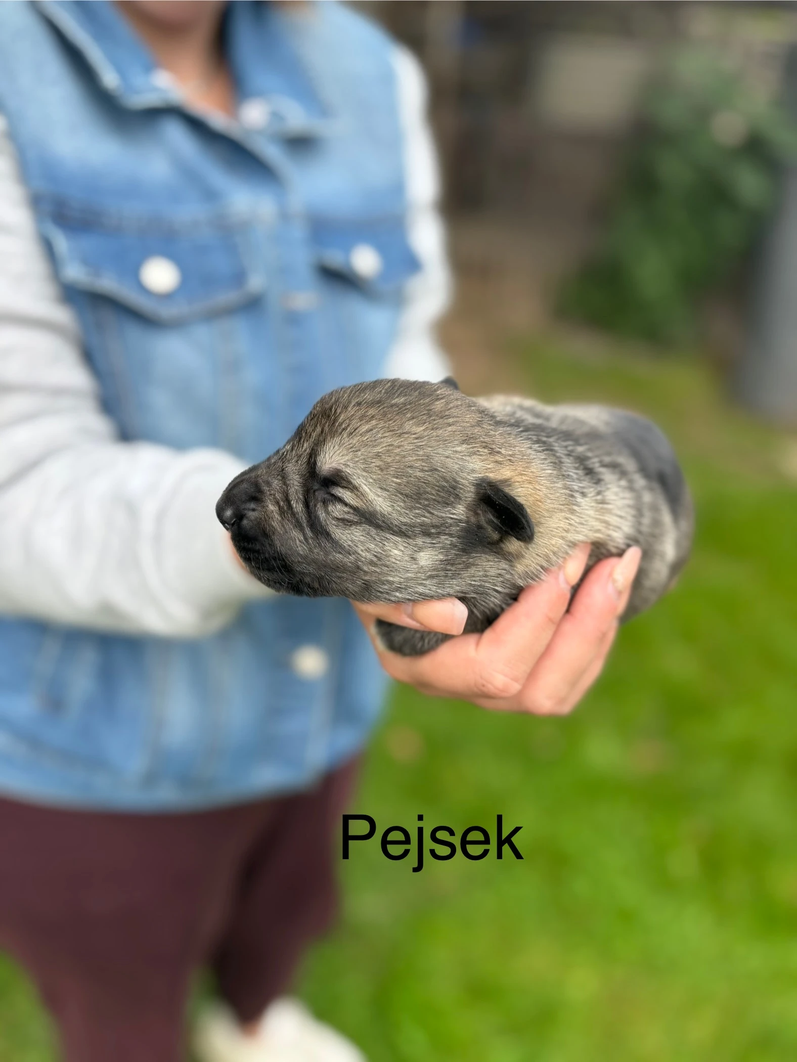 Prodám štěňátka