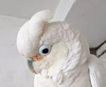 Prodej samec kakadu Goffinův