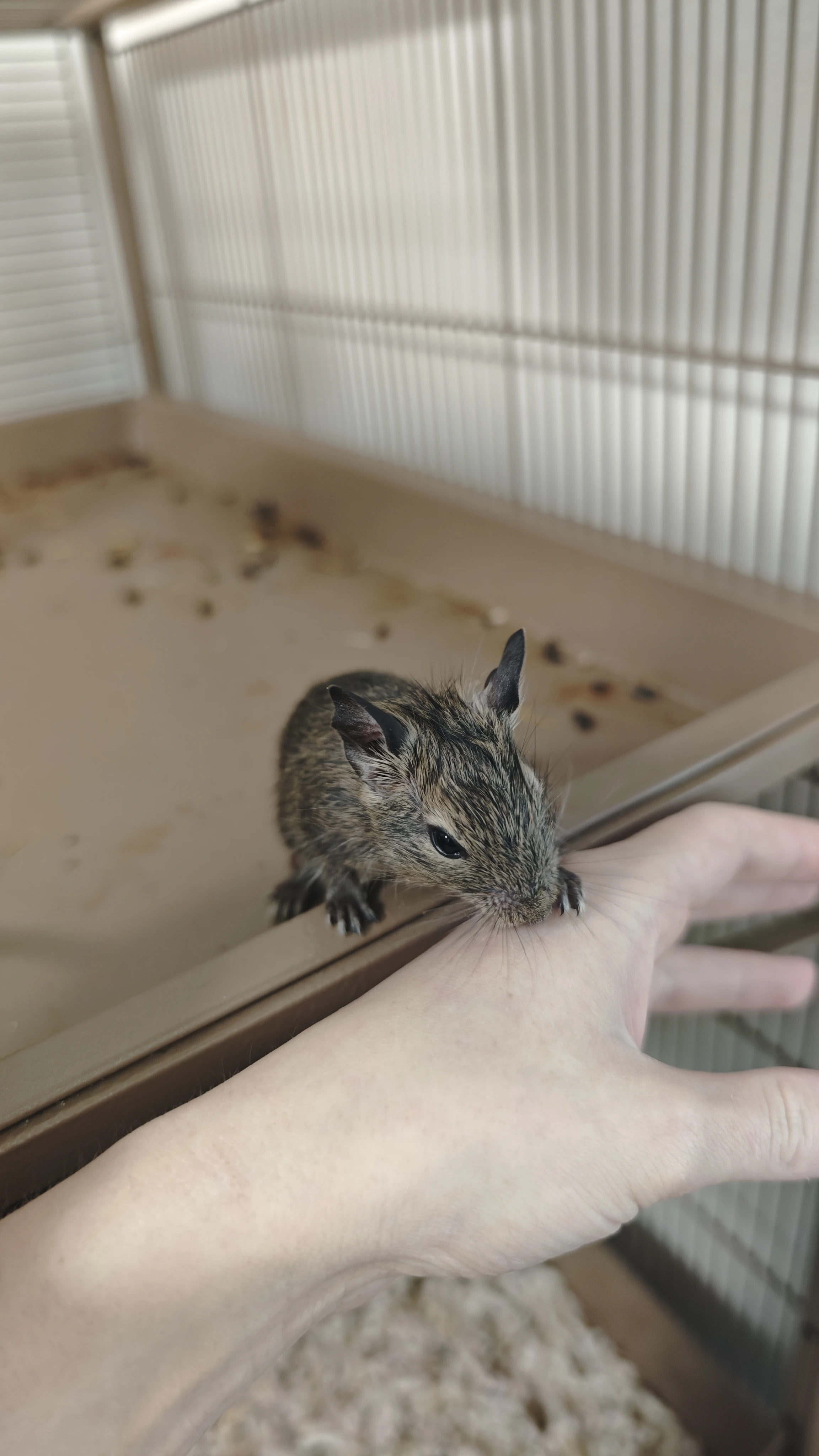 Mláďata po odstavu