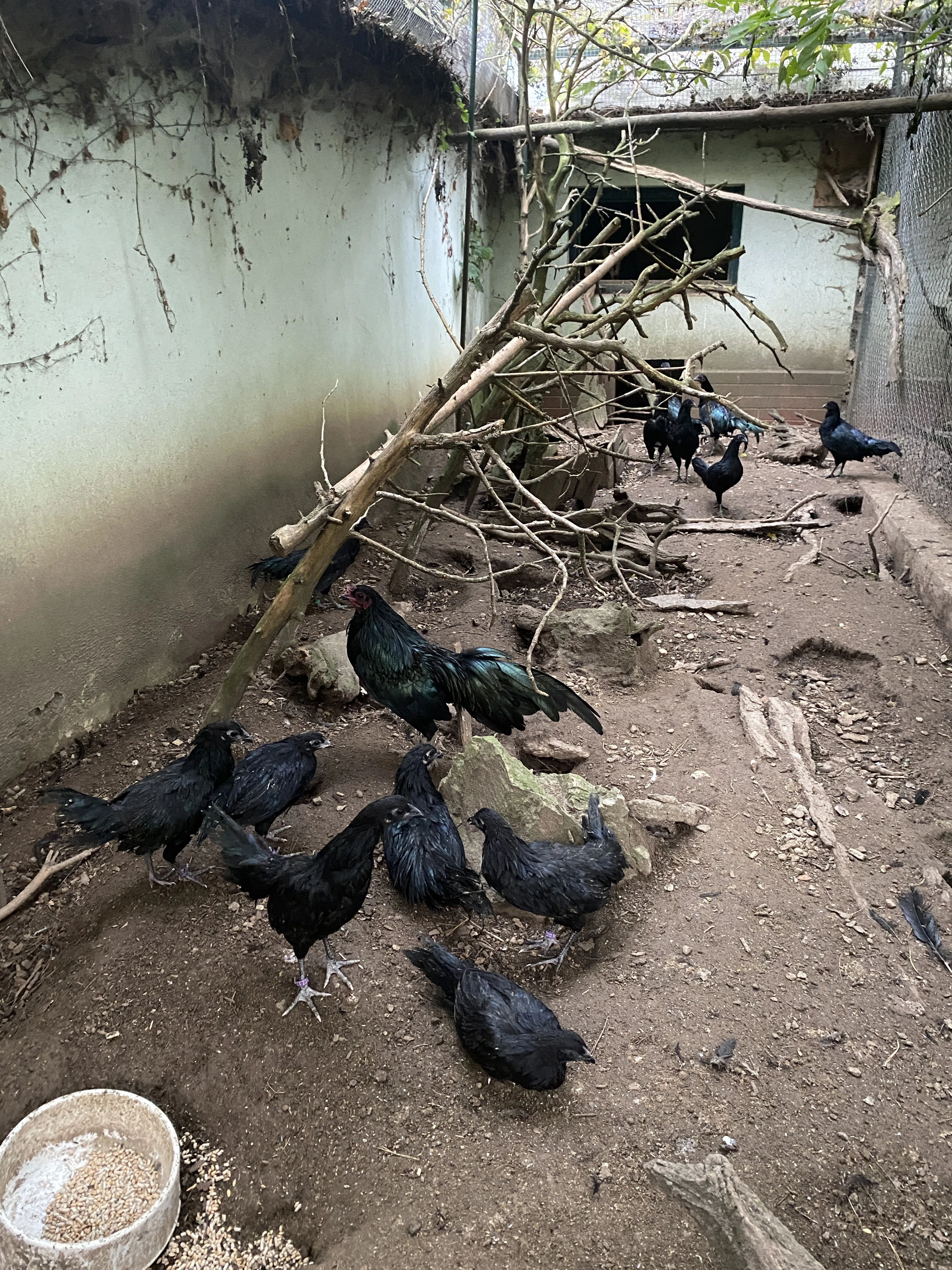 Zdrobnělé sumatránky