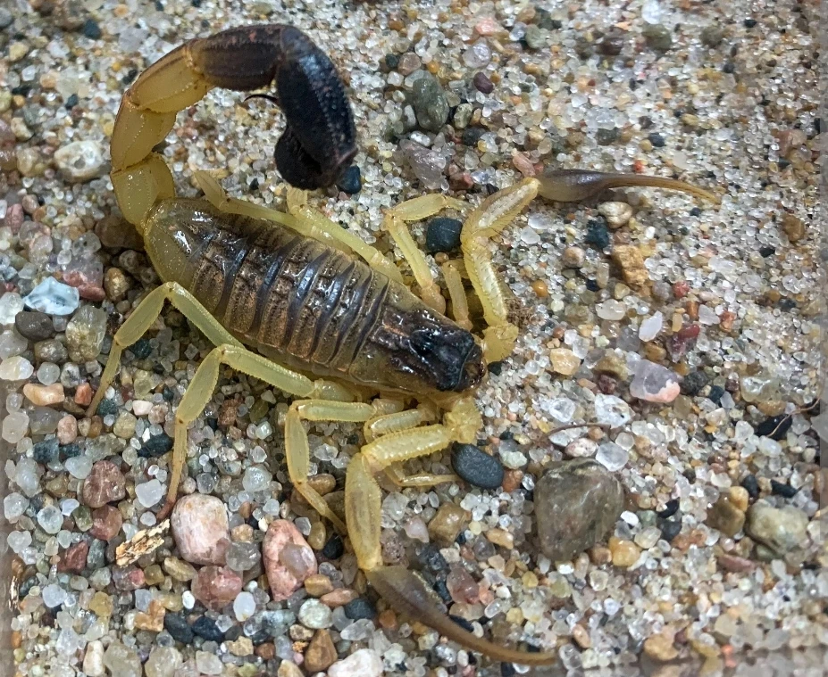 Hottentotta salei L3