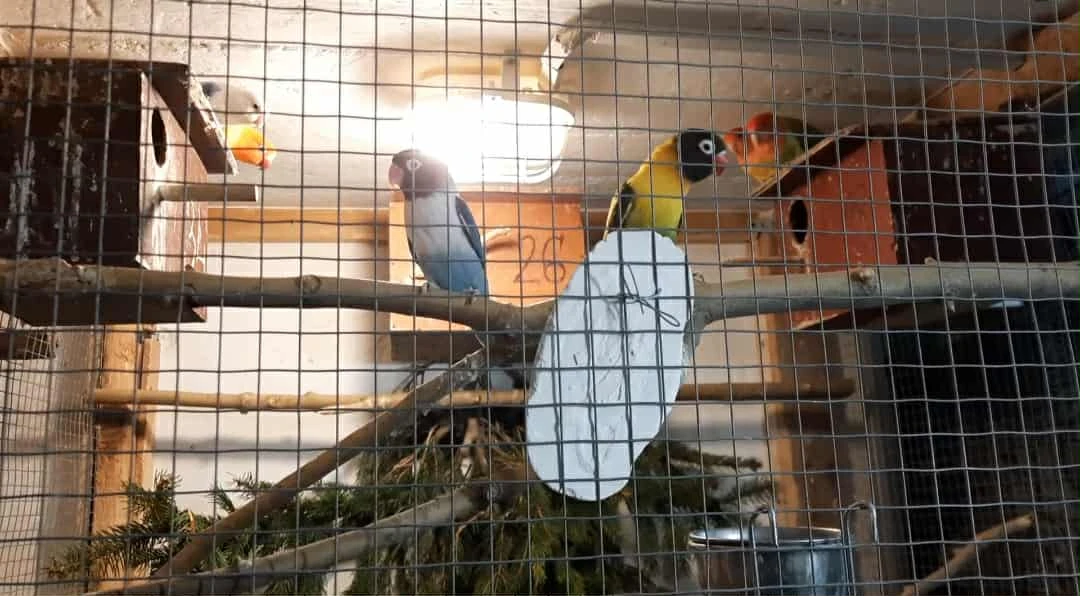 Agapornis škraboškový