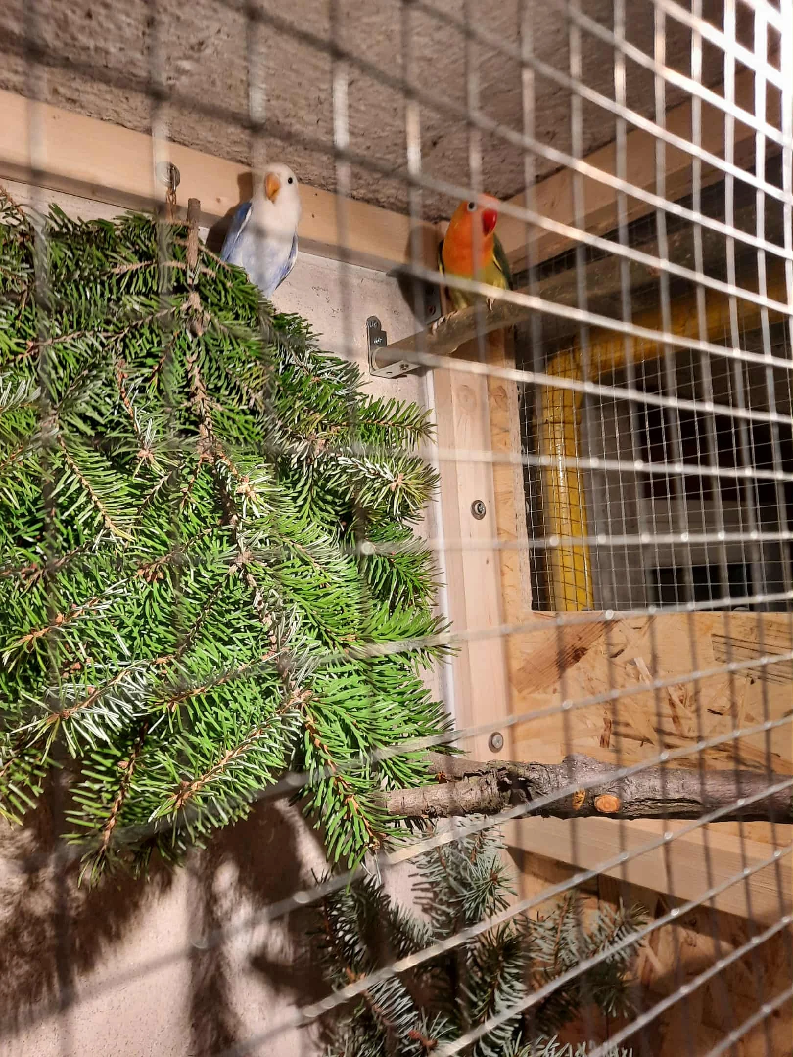 Agapornis fischerův