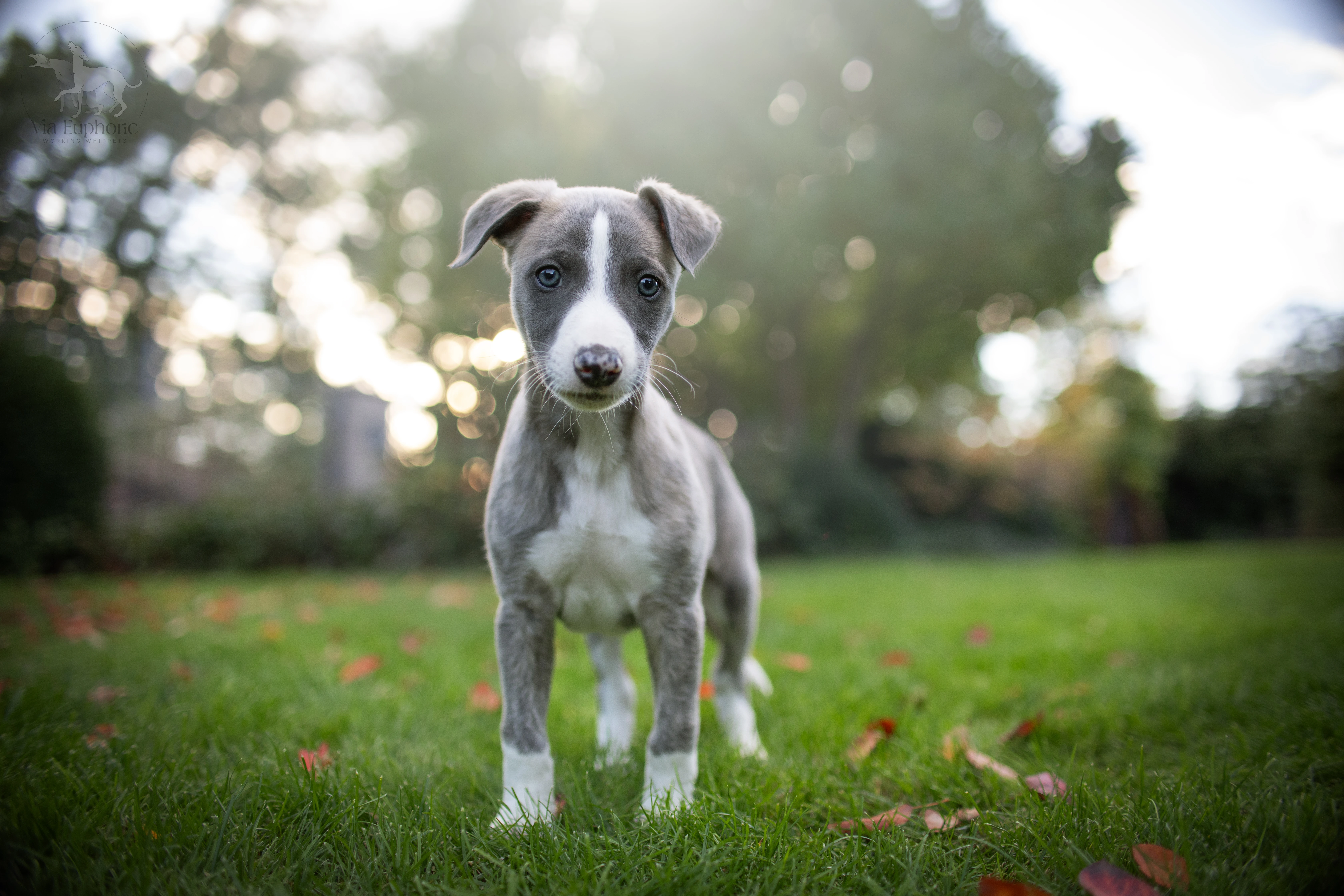 Whippet/vipet štěňátka