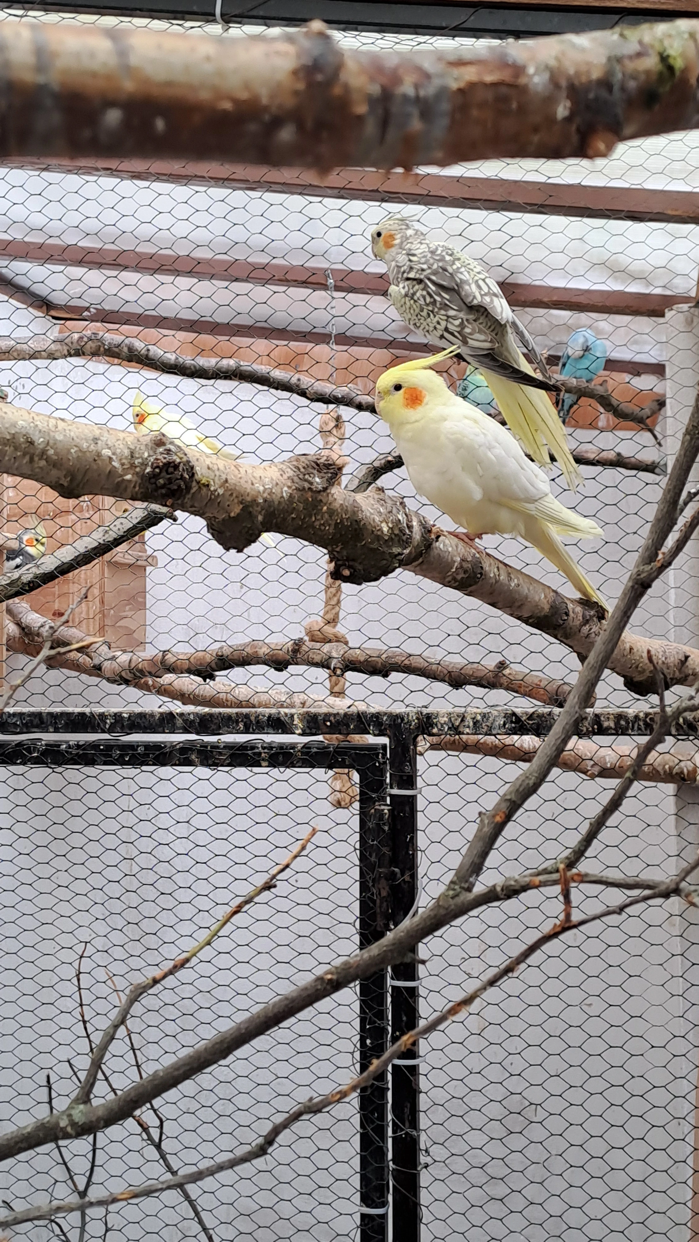 Prodám letošní korely