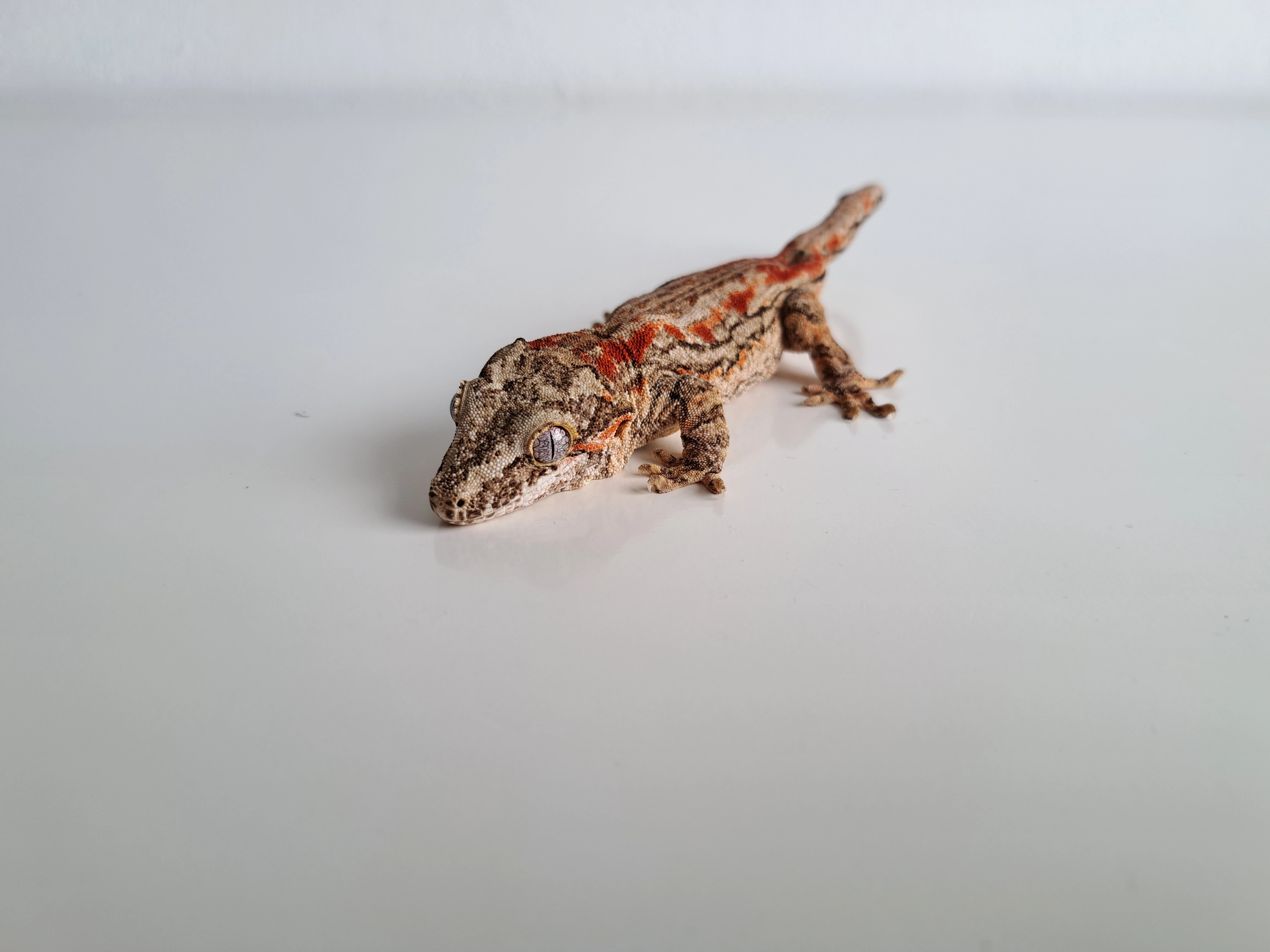 Rhacodactylus auriculatus