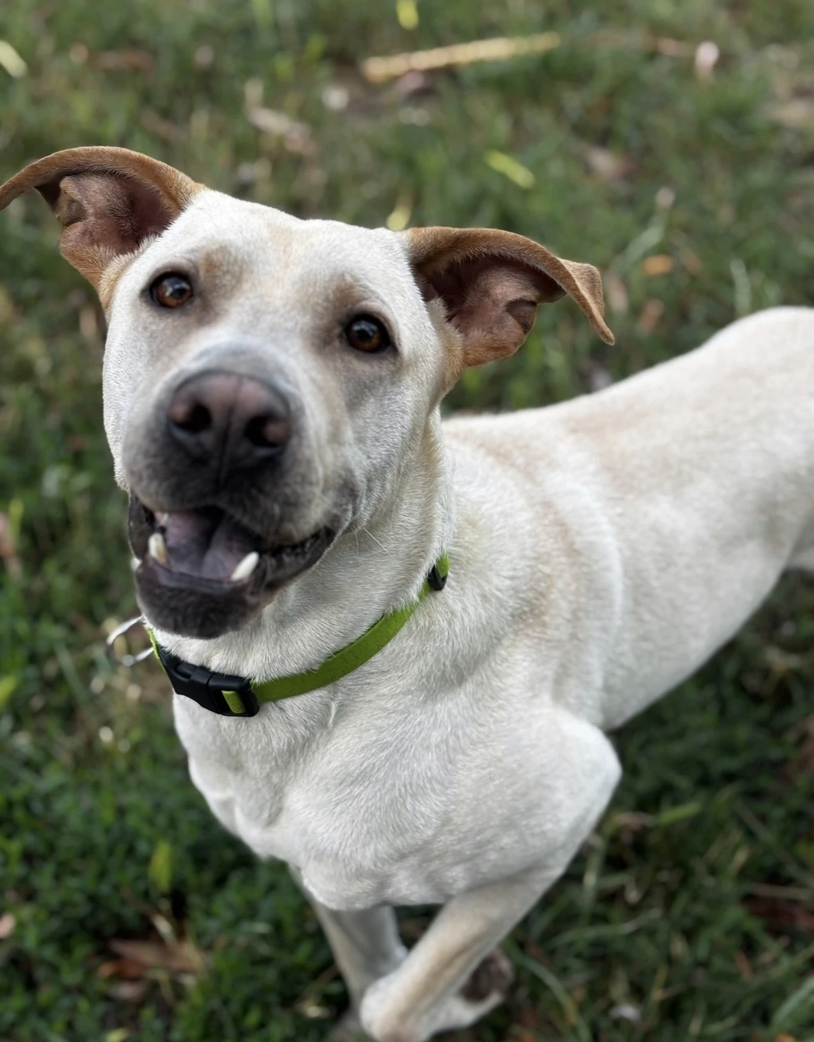 Mladý Bony hledá nový domov.