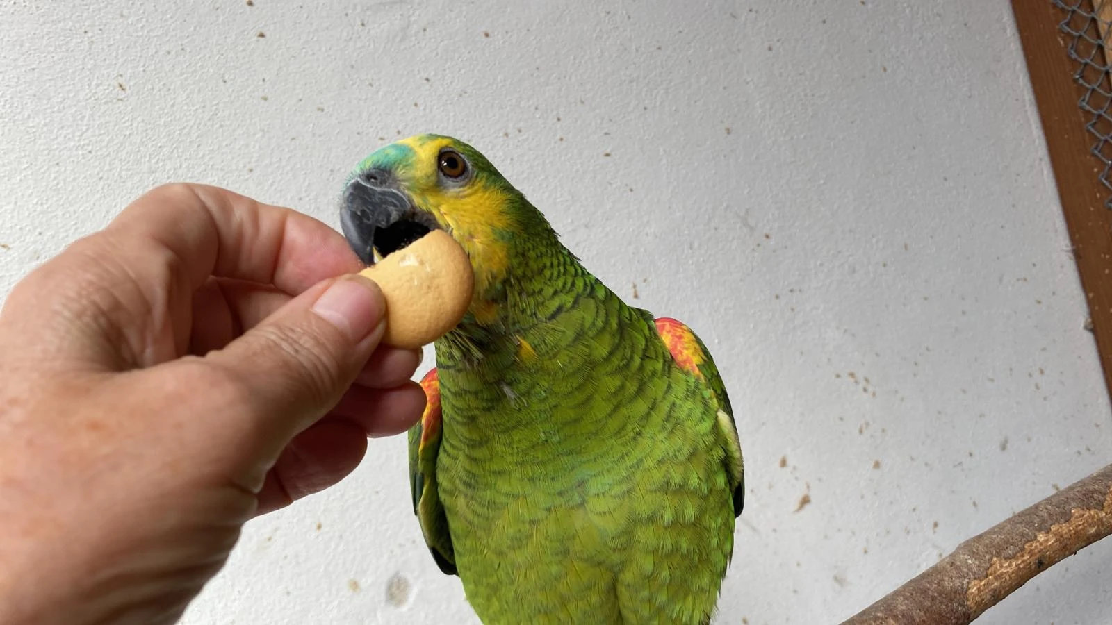 Ručně dokrmený a ochočený Amazoňan modročelý 2 ks a pod rodiči 2 ks