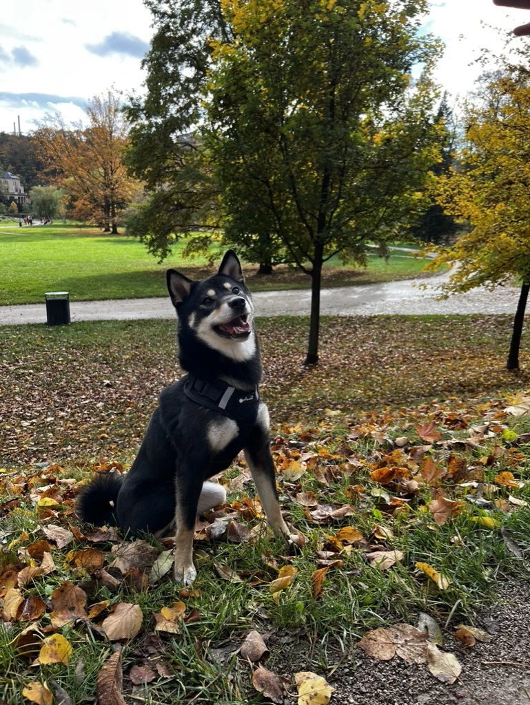 Shiba Inu Yuki – hledá milující rodinu 