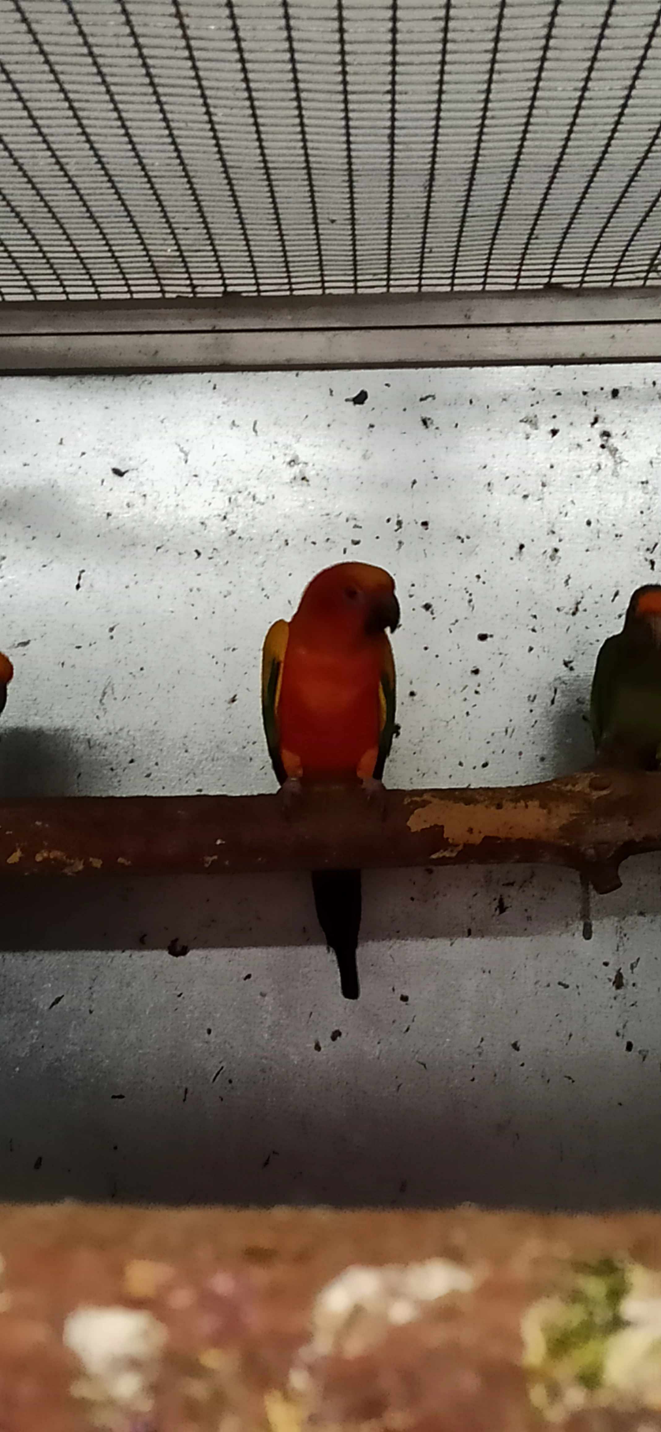 Prodám 4 letý pár arating slunečních.