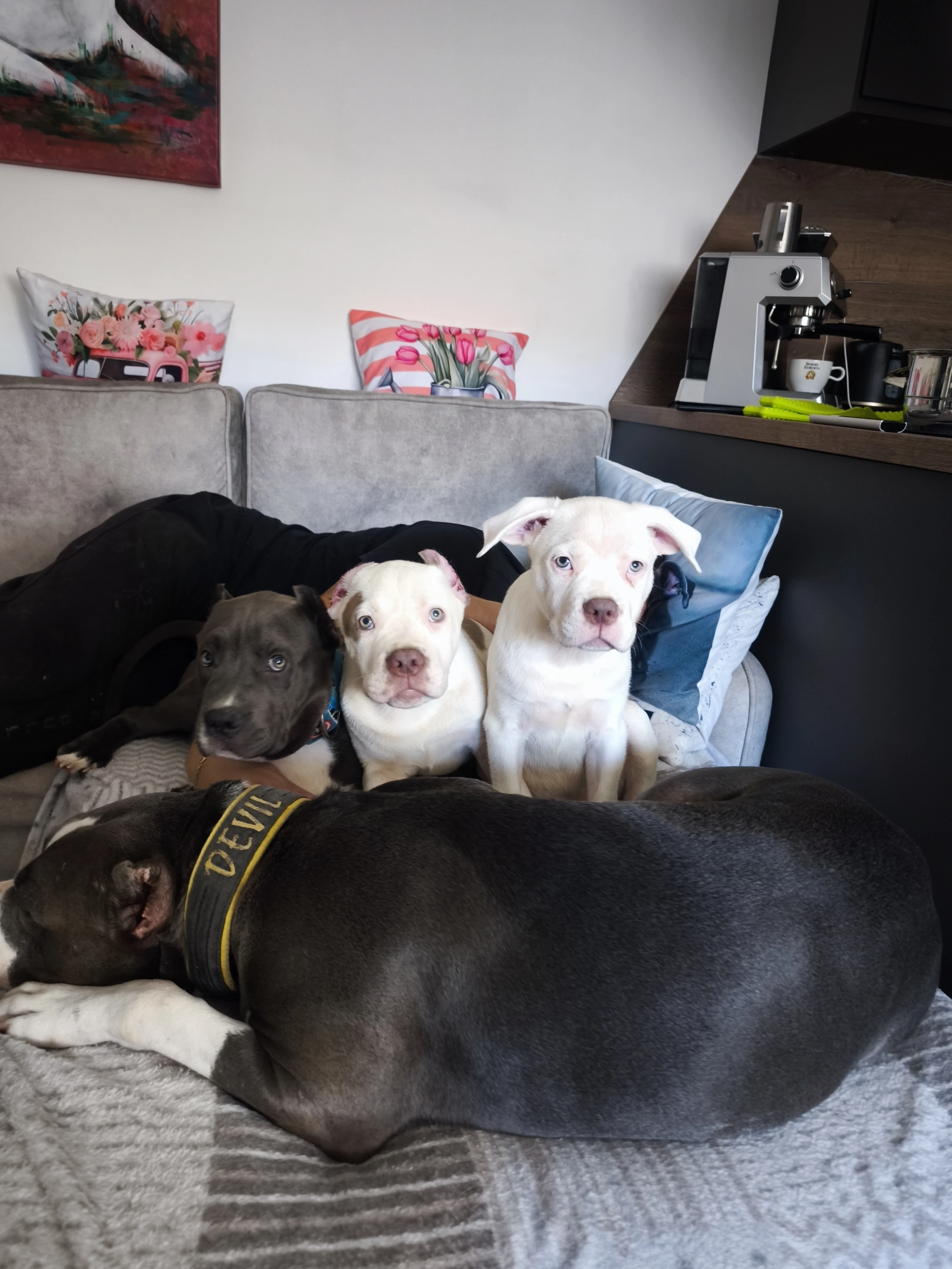 American Bully xl top Bloodline usa