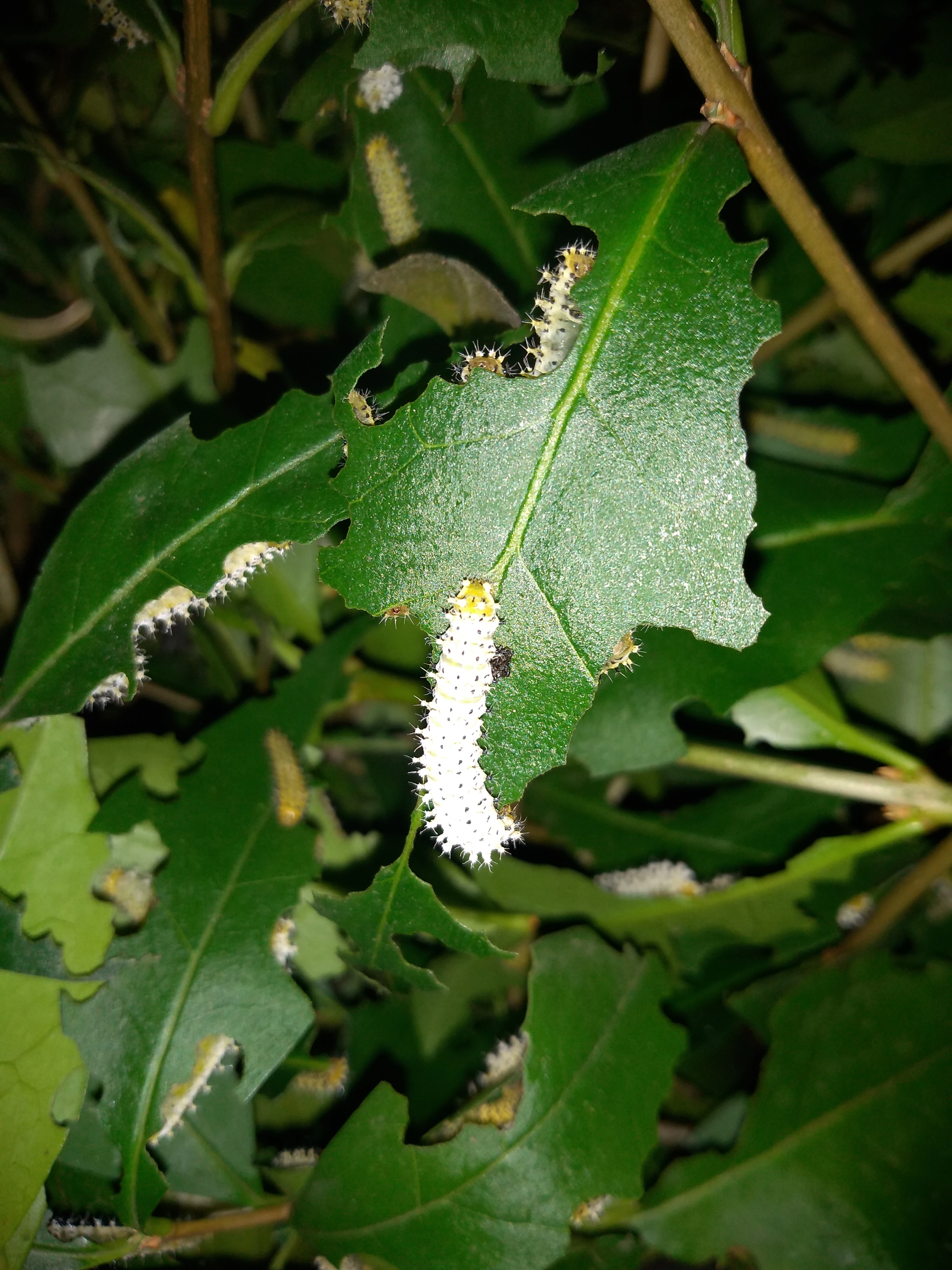 Samia cynthia walkeri