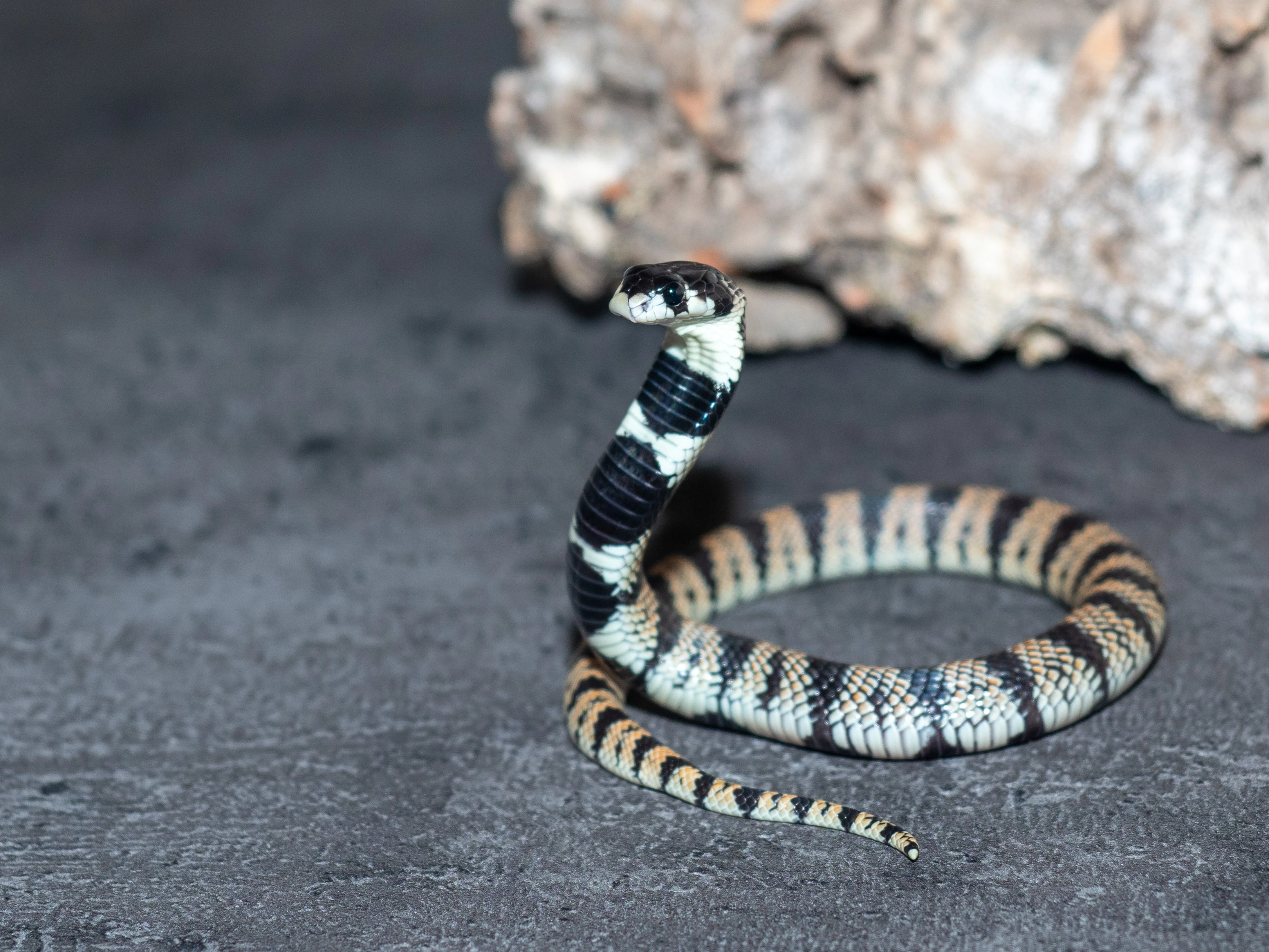 Aspidelaps lubricus cowlesi