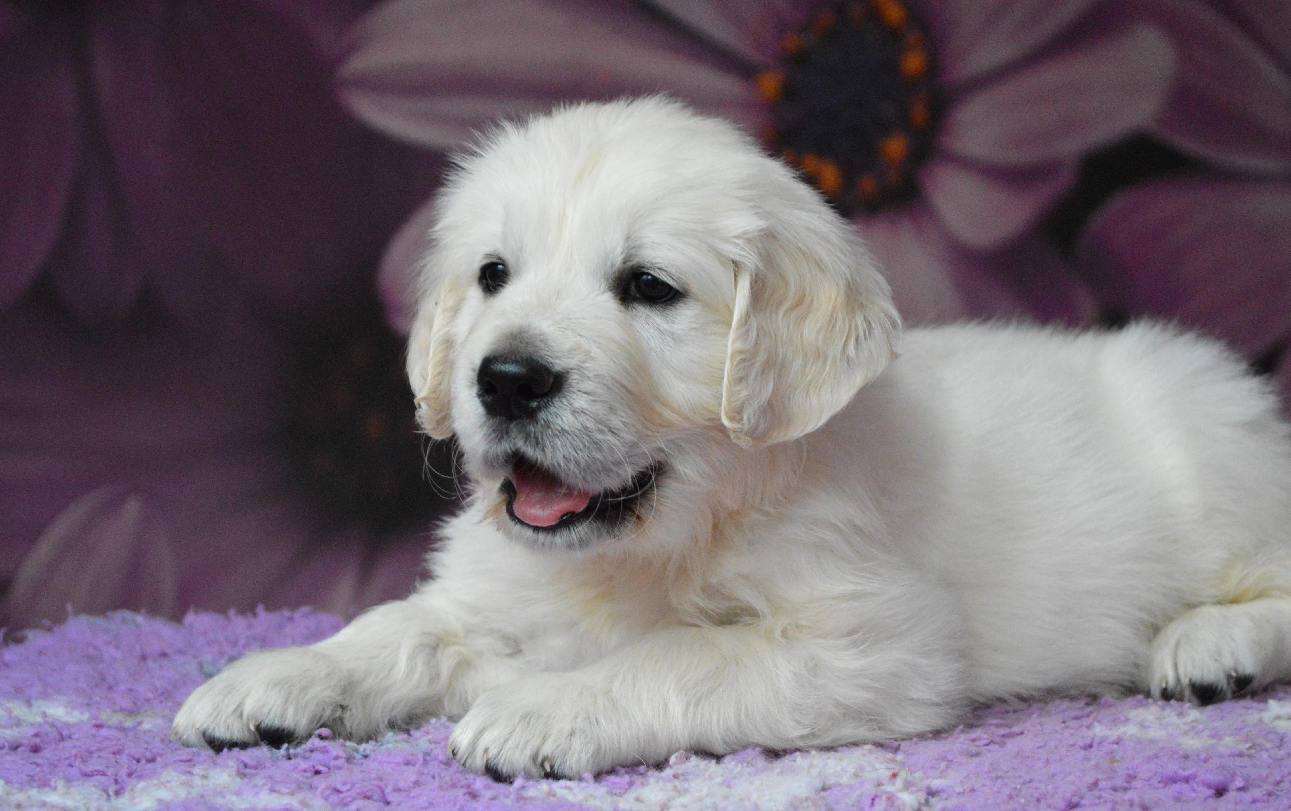 Zlatý retrívr s PP - pejsek