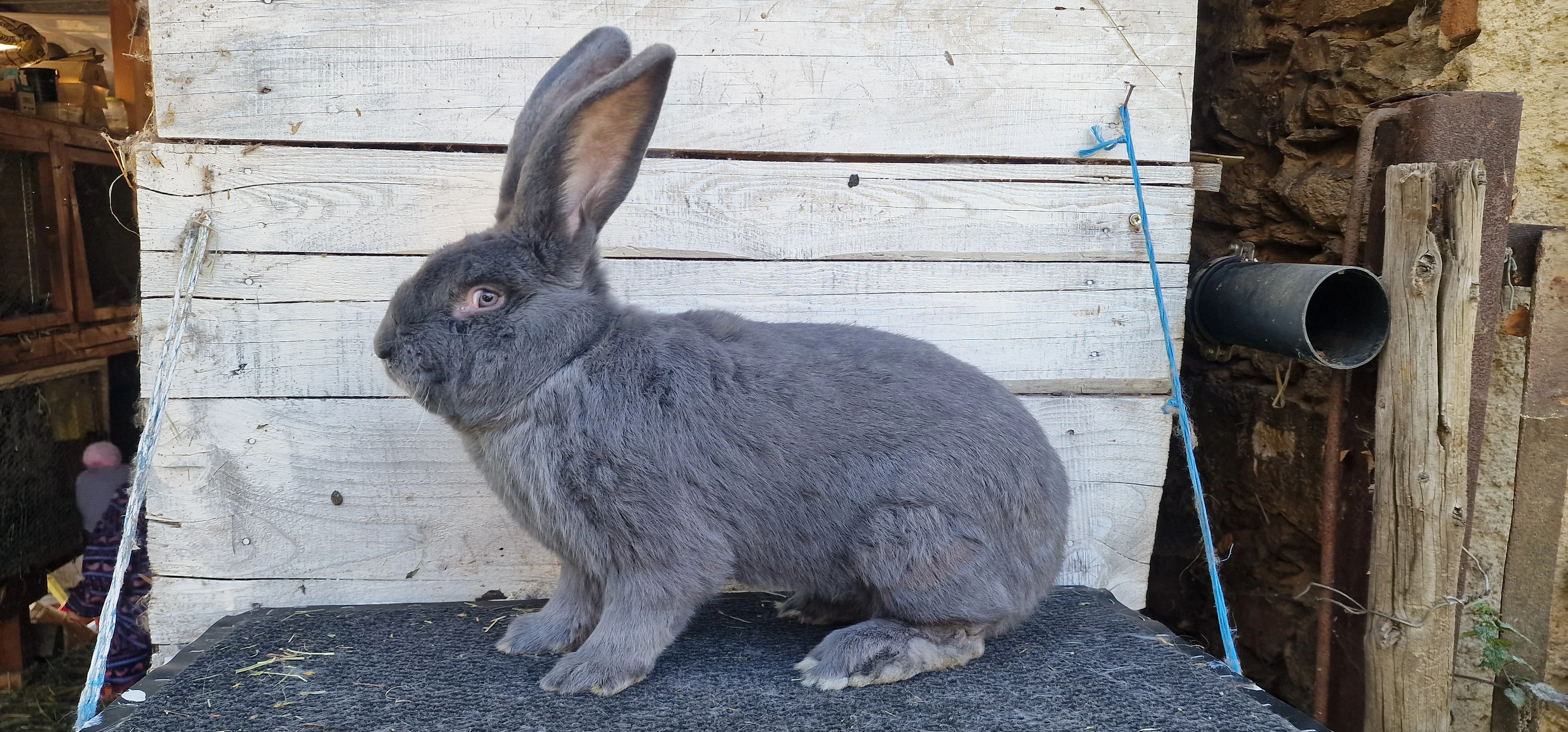 Belgický obr modrý