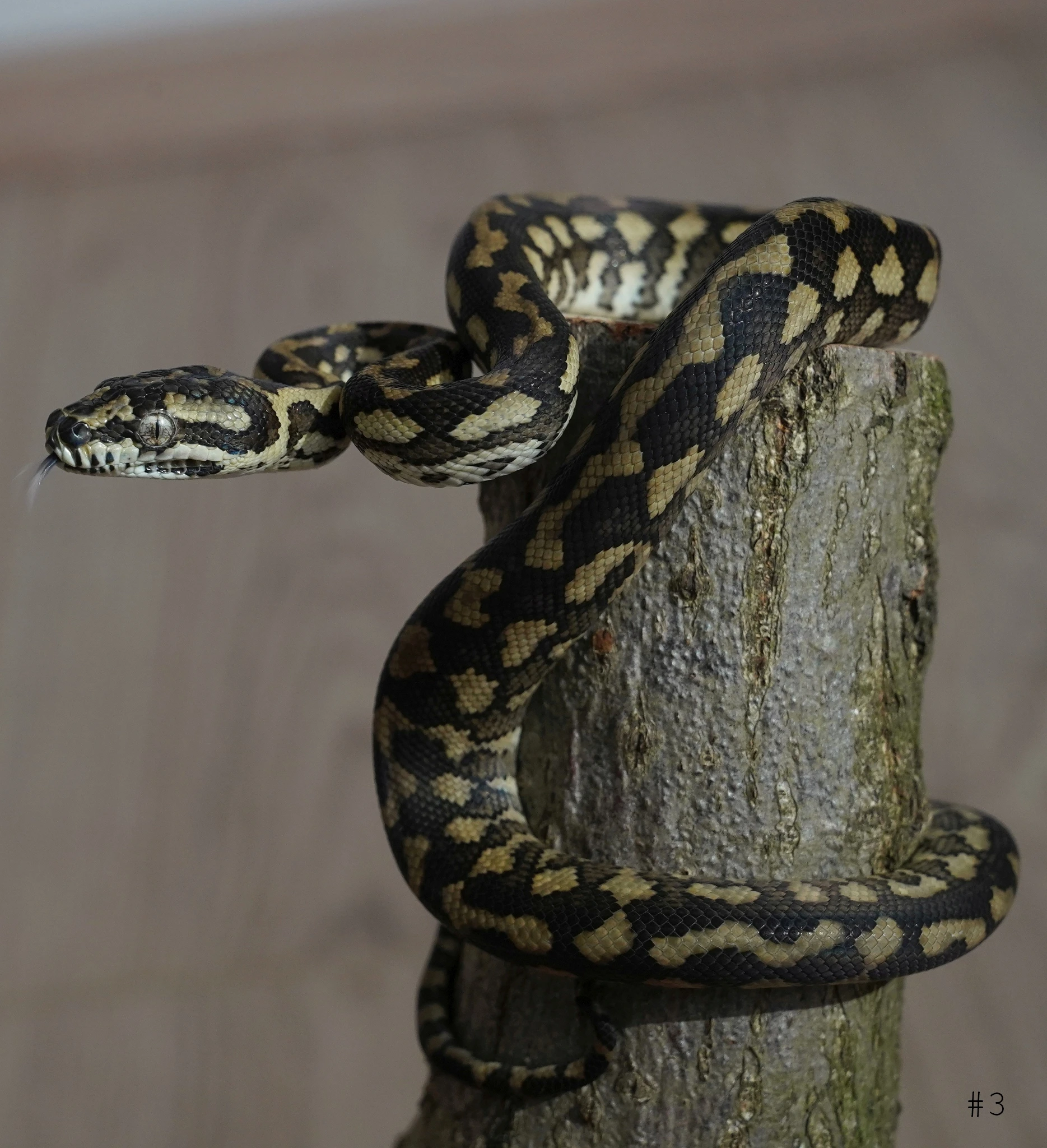 Mláďata krajty kobercové "jungle" - Morelia spilota cheynei CB 06/25