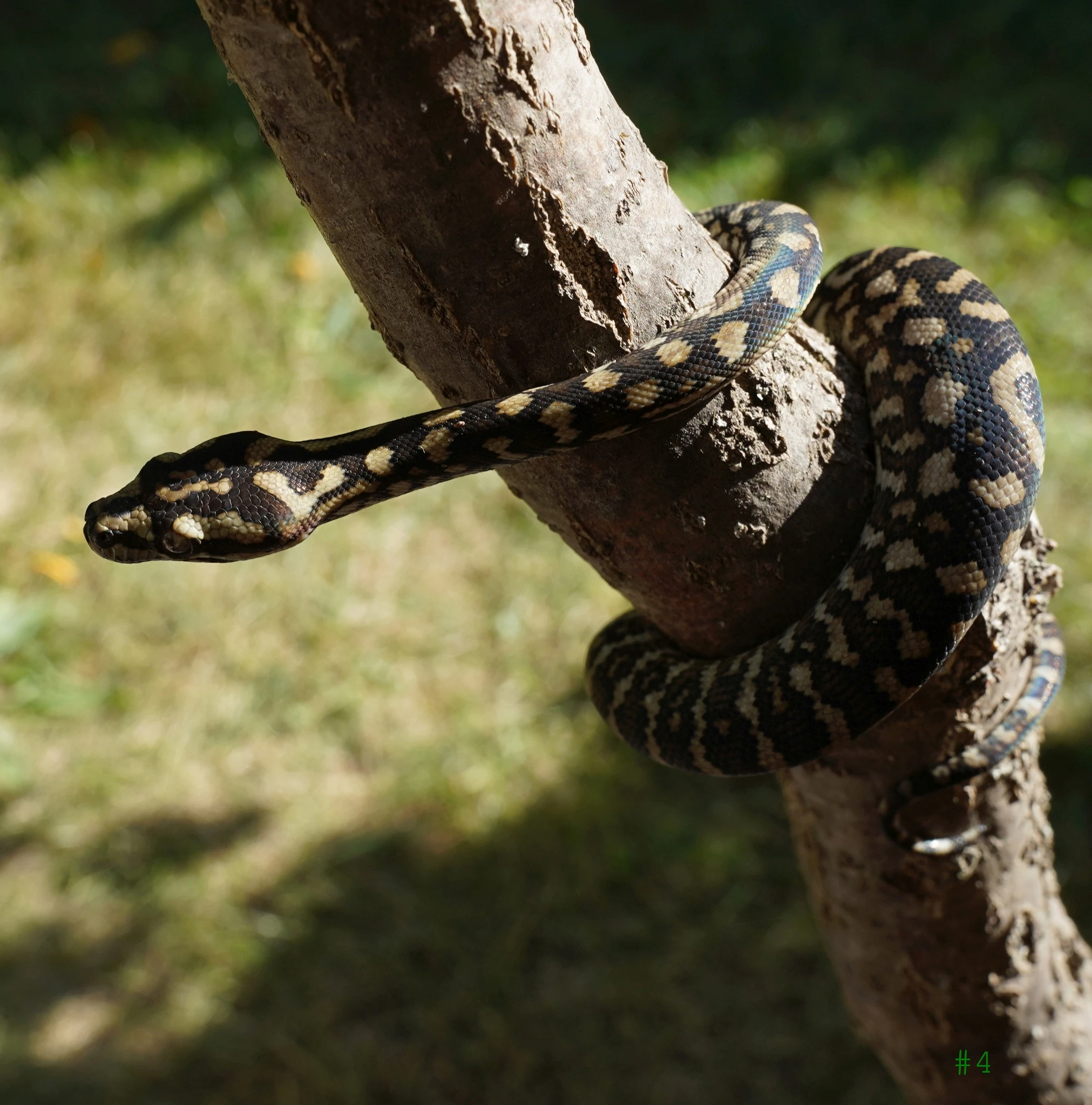 Mláďata krajty kobercové "jungle" - Morelia spilota cheynei CB 06/25